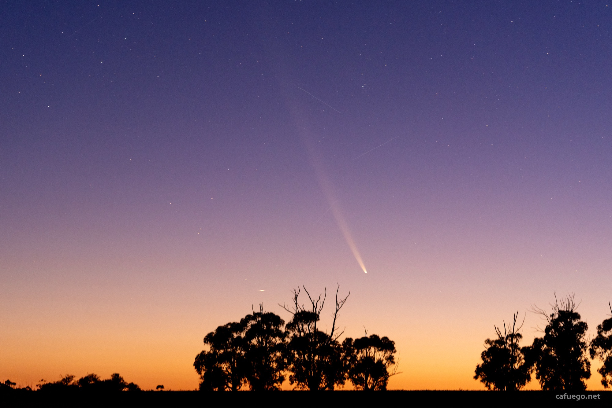 A bright comet with a long dust tail over tree silhouettes on a sunrise coloured sky; orange to indigo.