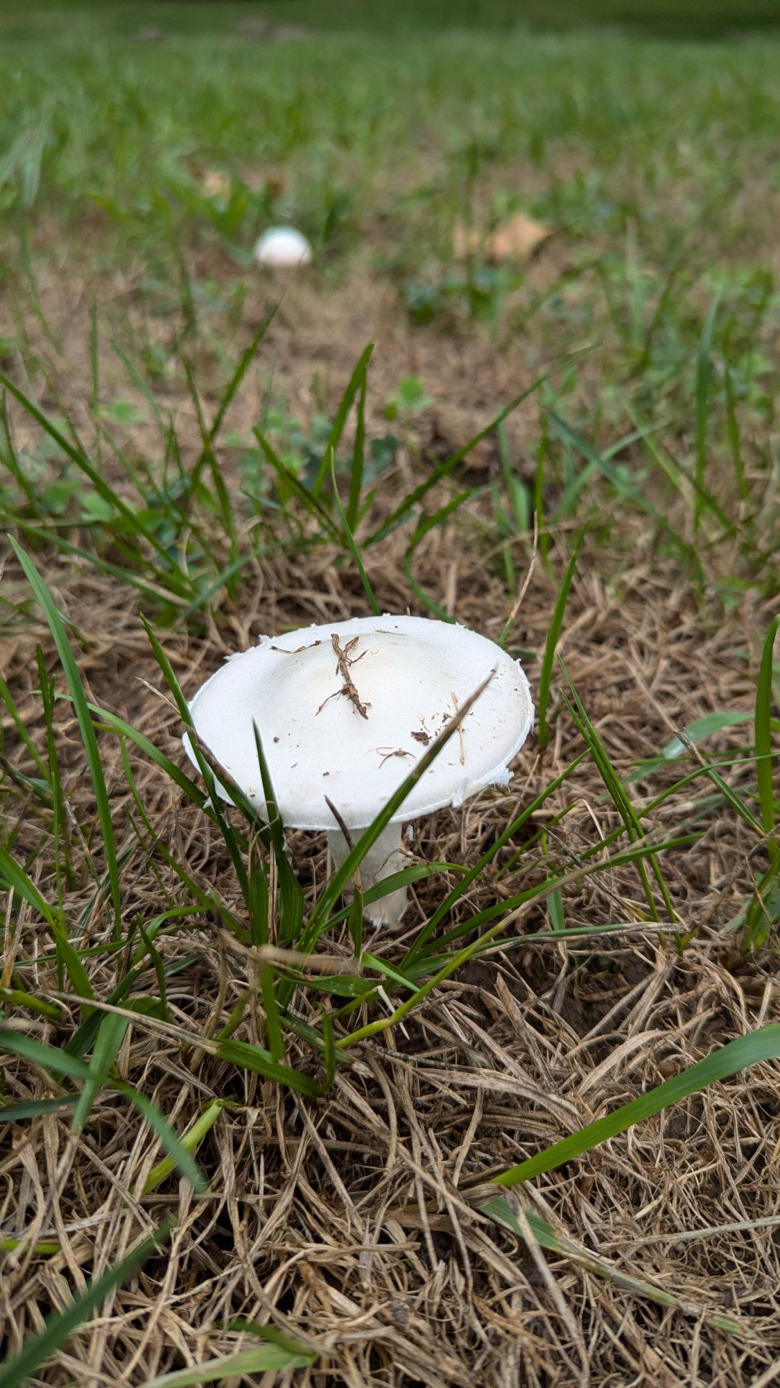 A white mushroom with some dead grass clinging to the top. Another mushroom is visible in the background.