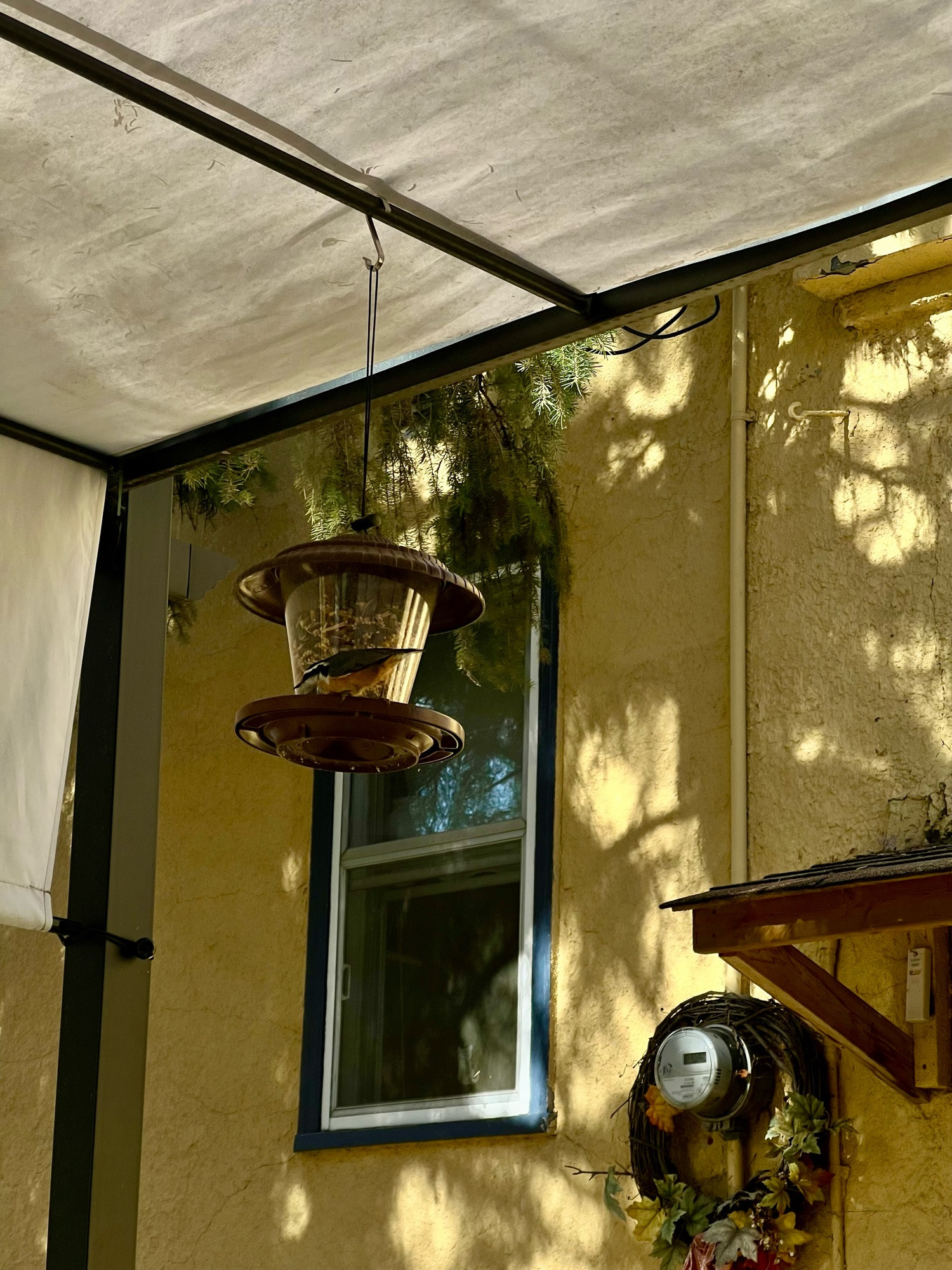 Against the backdrop of a yellow stucco house, a birdfeeder is hanging from a gazebo frame. On the feeder is a brown and orange nuthatch, searching for just the right sunflower seed. 