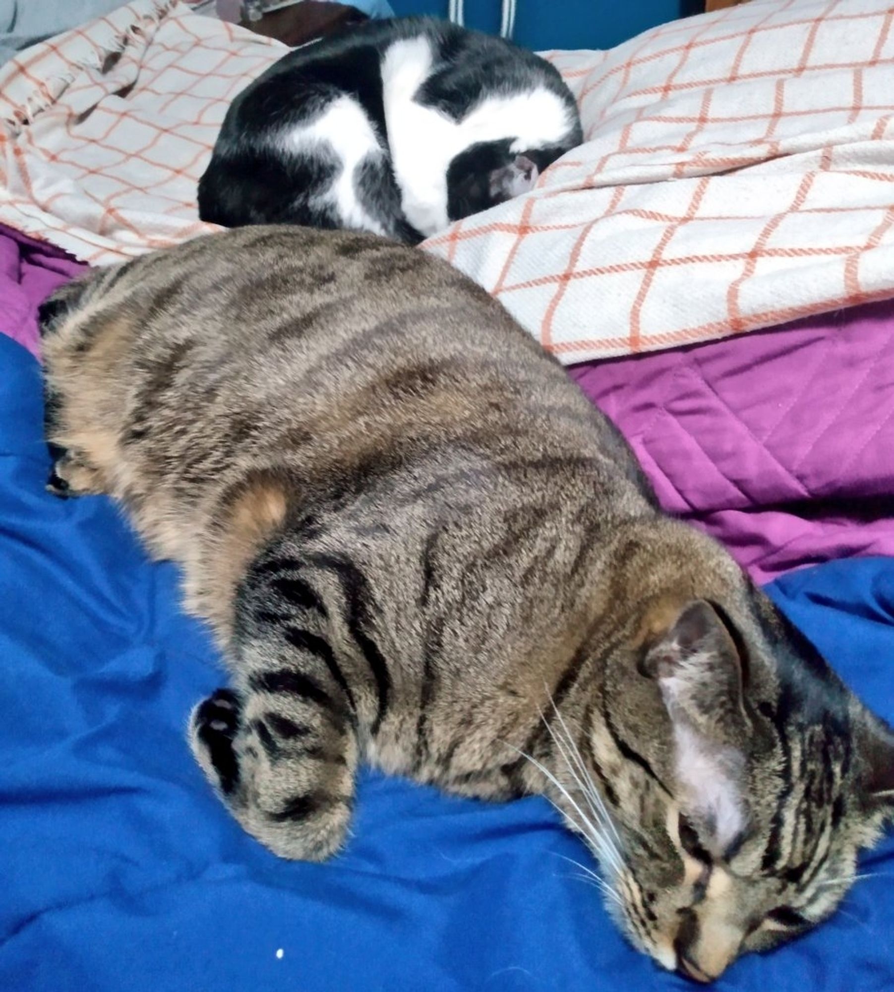 Ringo, a brown and gray tabby cat, is stretched out on a bed covered in blankets. Behind him Loki, a black and white cat, is curled into a ball with her head tucked in.