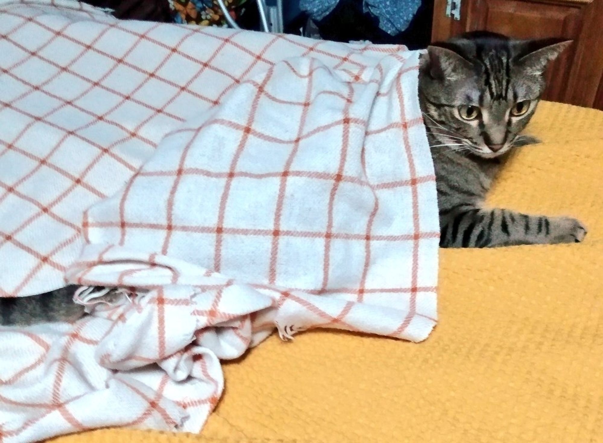 Ringo, a brown and gray tabby cat, curled underneath a striped blanket on the bed