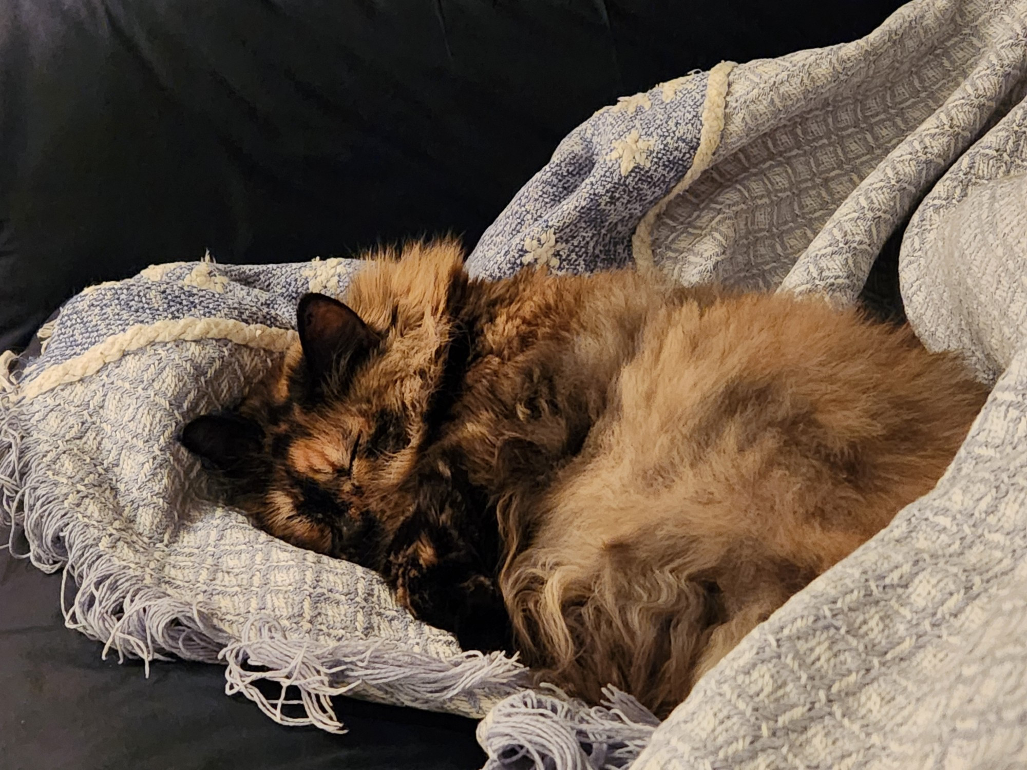 Tortieco foofy cat napping hard on a throw