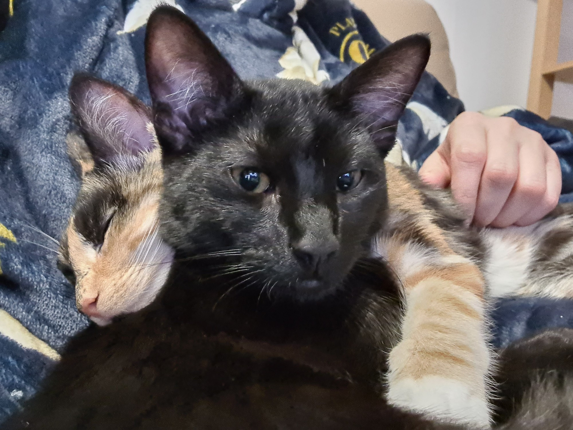 Black kitten being hugged by sleepy tortoiseshell kitten