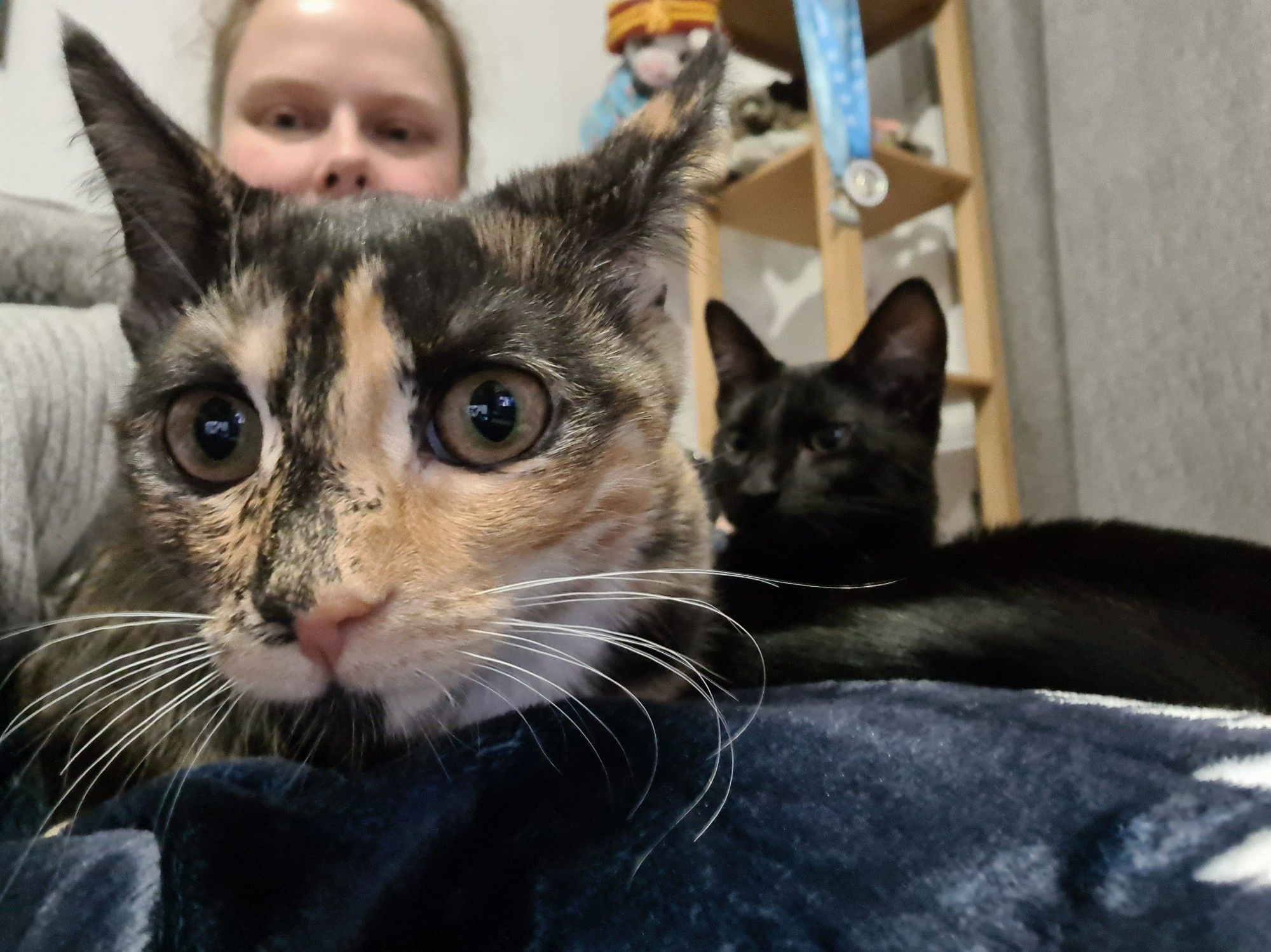 Tortoiseshell kitten with similar markings to OP stares into camera very close up. In the background black kitten doesn't care about the camera and human can be seen peeking over tortie's head.