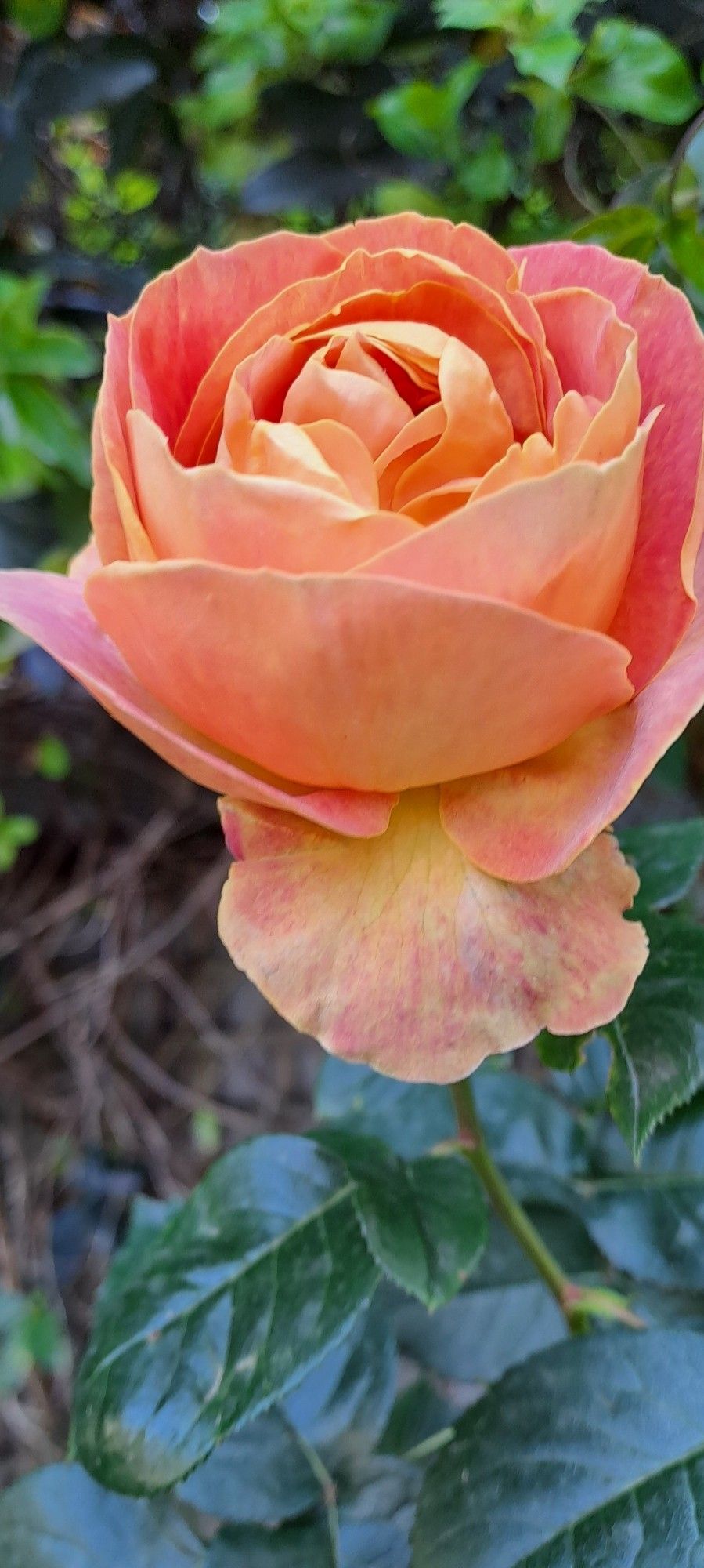 Rose dans les tons orangé