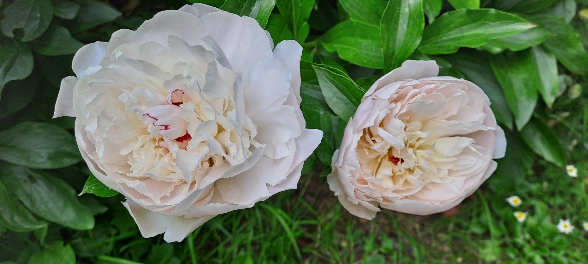 Fleurs de pivoine