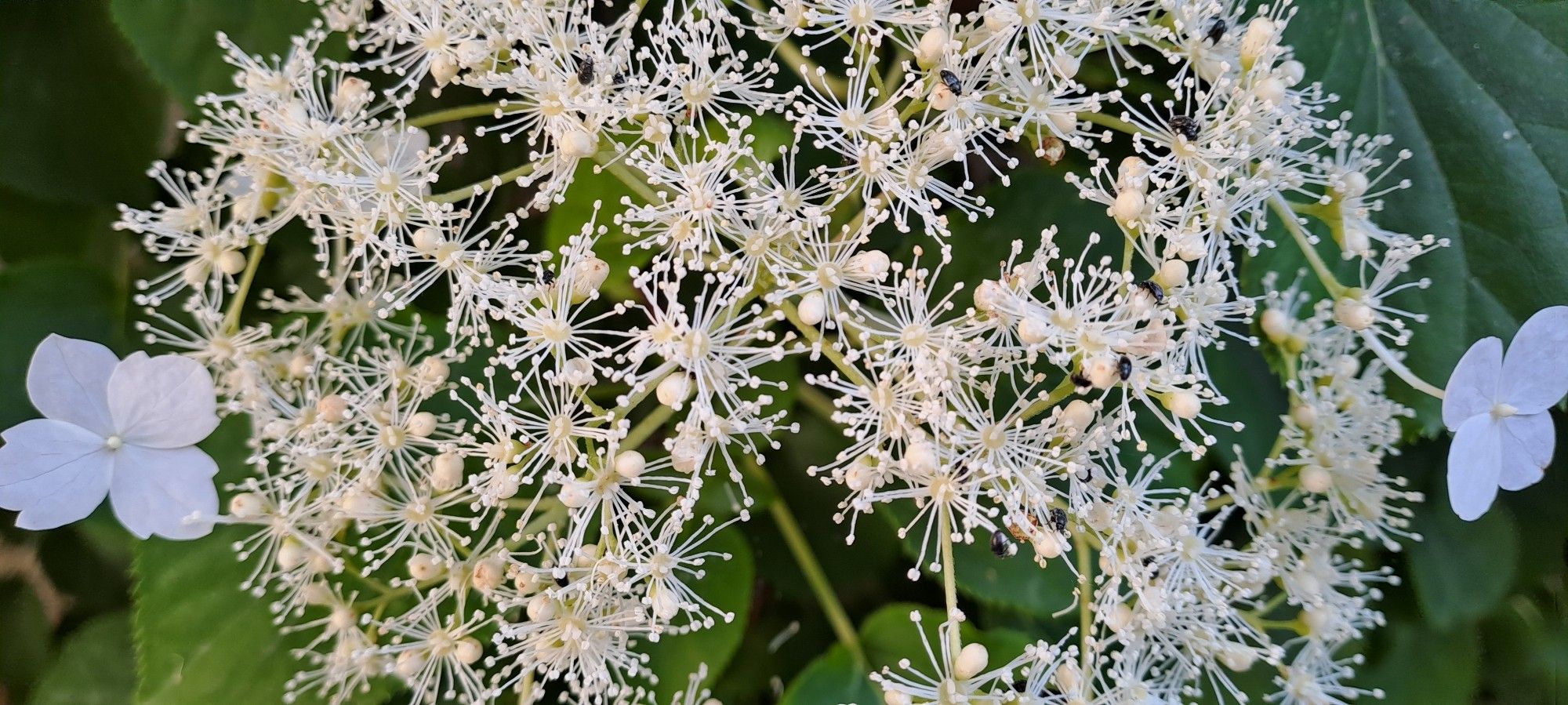 Hortensia grimpant à fleurs blanches