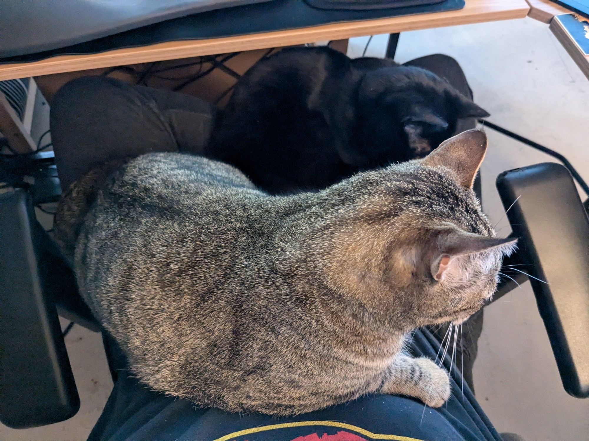 Both Kurn and Worf on my lap