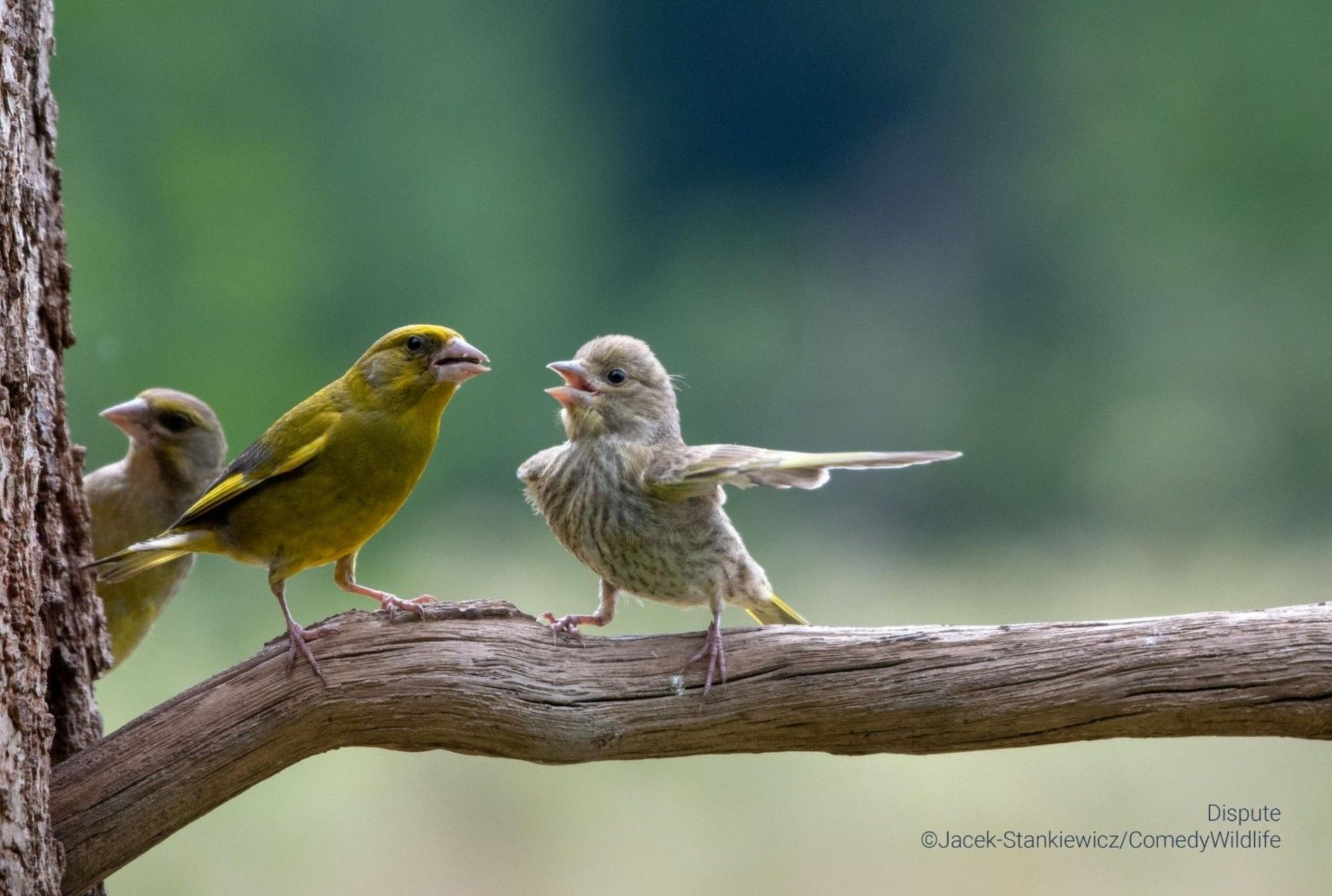 Three birds cluster on a branch. One of them extends a wing perfectly flat outward, giving the impression these birds are arguing. Credit to artist:
https://www.comedywildlifephoto.com/gallery/finalists/2023_finalists.php#&gid=1&pid=18