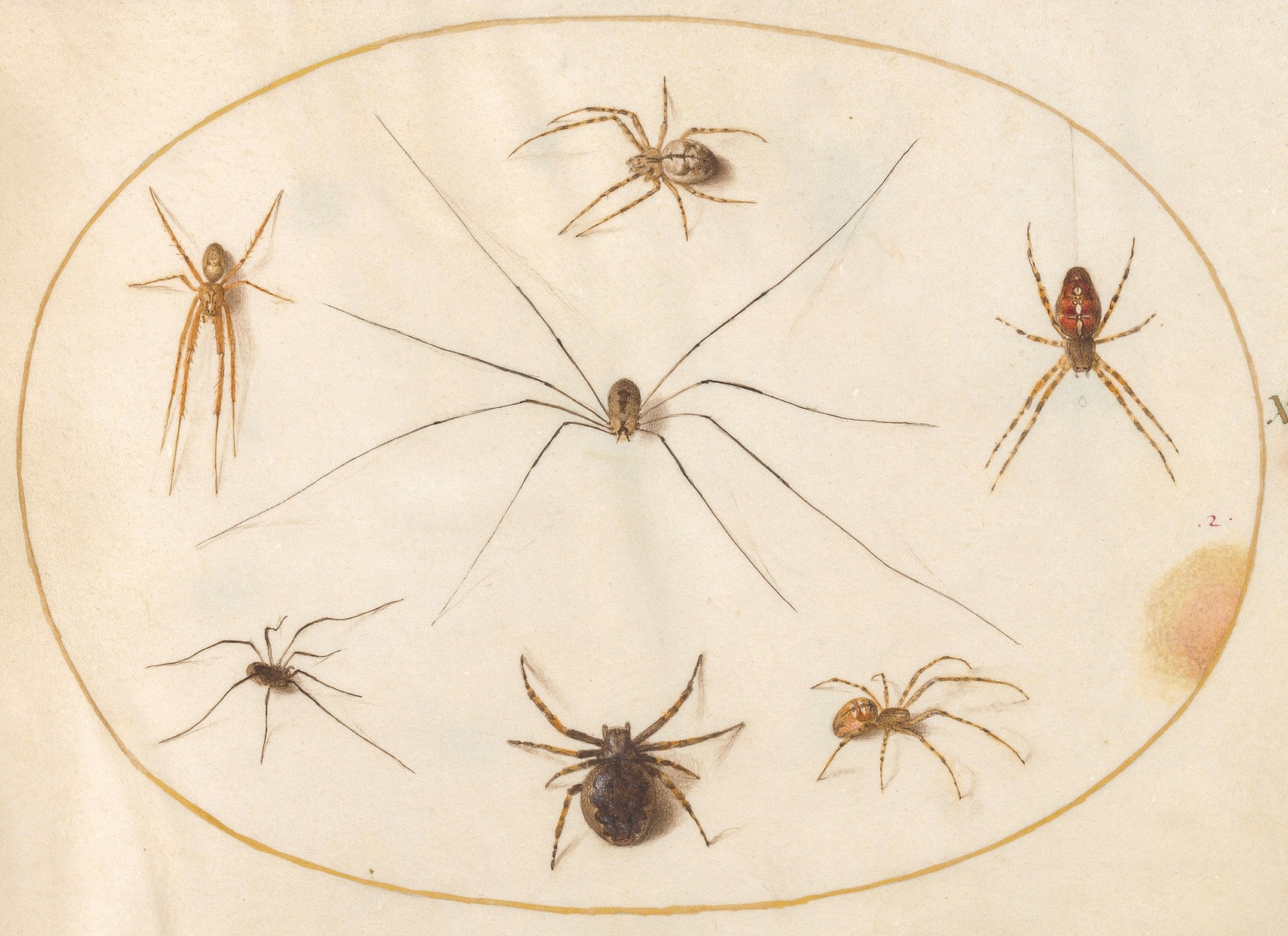 Watercolor and gold paint on parchment, subject matter is spiders of different species, of varying sizes and colors, with one large spider in the center and the others arranged in a circle around it.