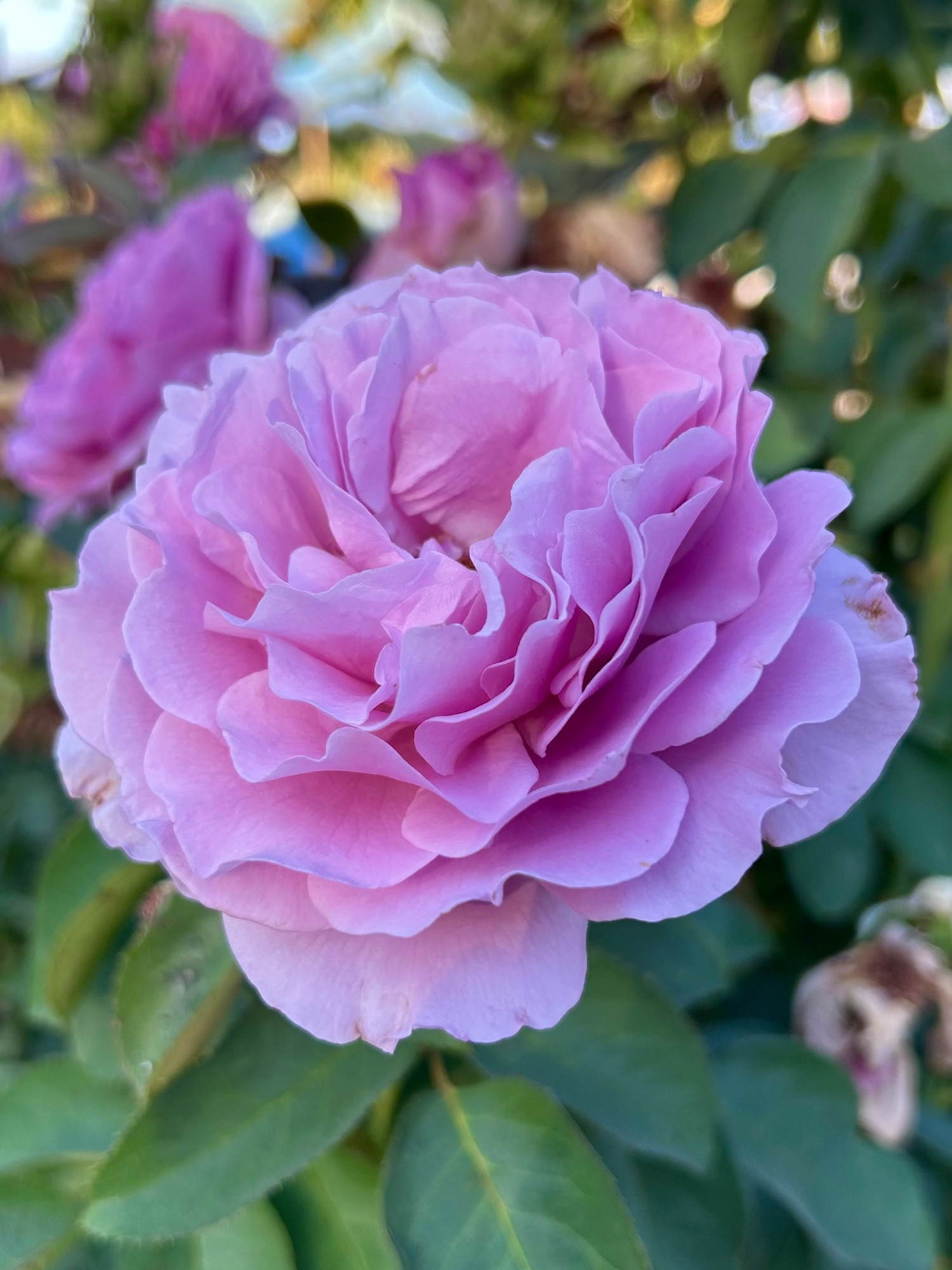  A pale lavender Love Song rose in the morning light, surrounded by deep green leaves and more roses in the background.