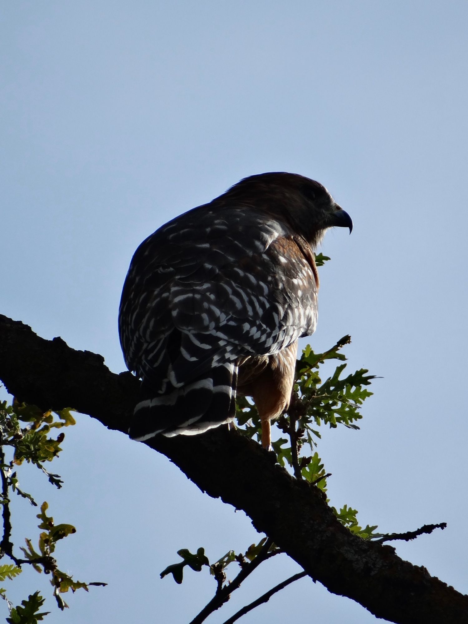 A red-shouldered hawk perched on an oak branch, its face and beak are cast in shadow. The picture is from behind so in the shadows you can see the white tipped feathers on its back and tail feathers.