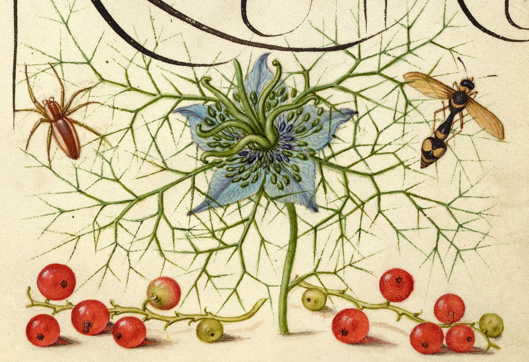 A detail of red currants, a blue flower, a wasp, and a spider painted with  watercolors on parchment paper.