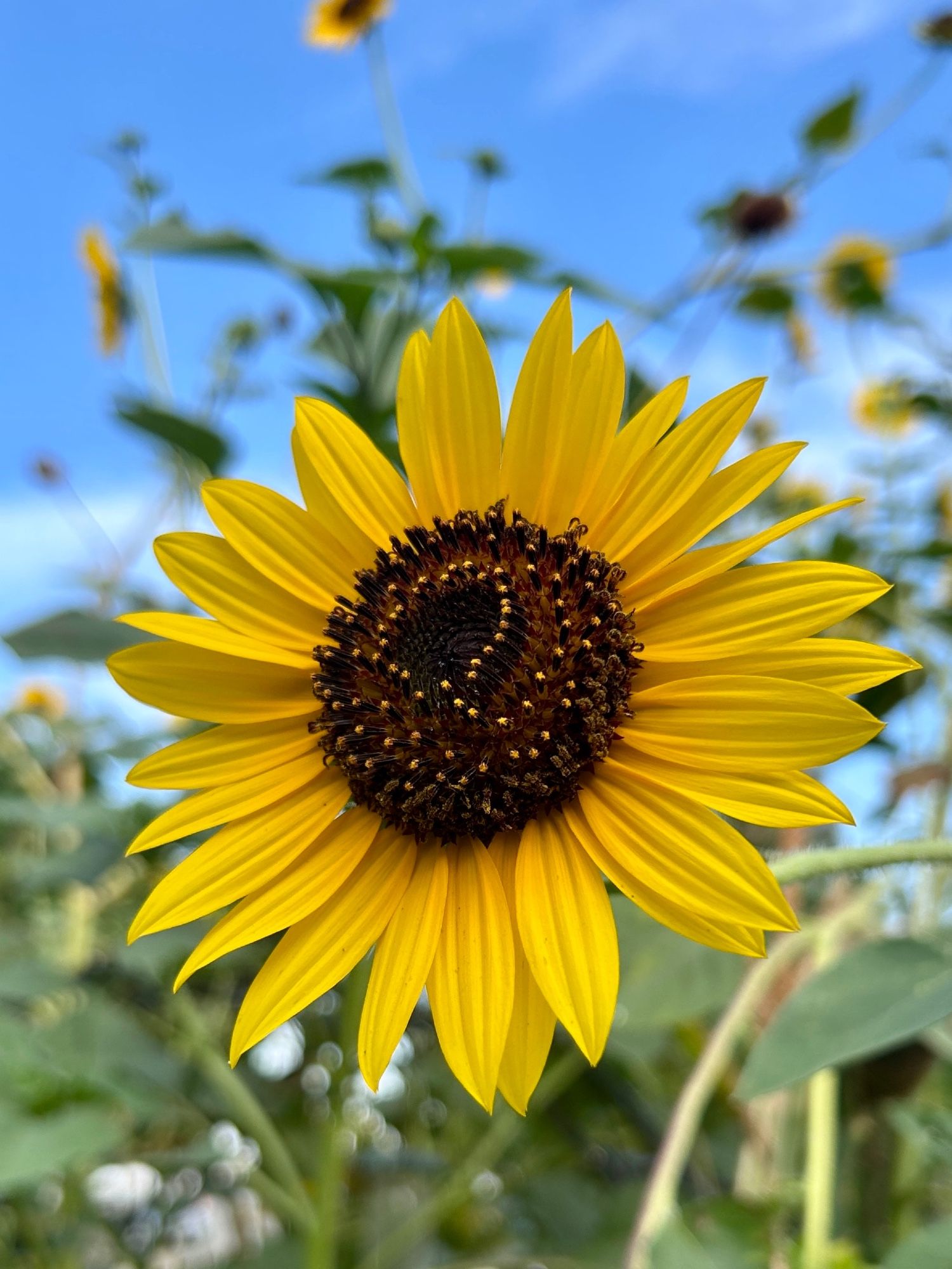 A small sunflower with yellow starlike features in the middle forming a spiral pattern, in the background are more flowers and blue sky.