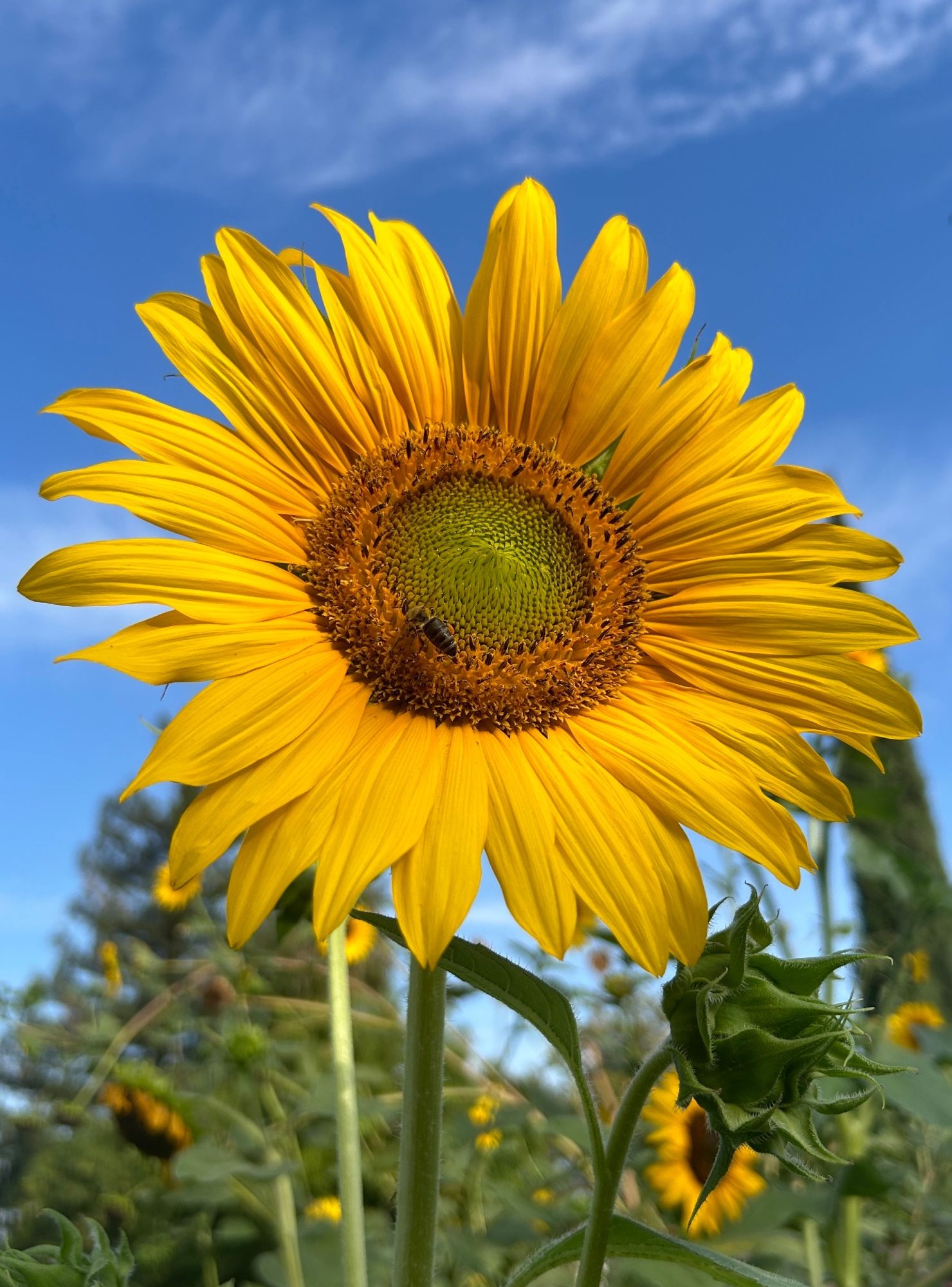 A large yellow sunflower facing upwards towards the sun, the center is a spiral pattern of orange and bright green, in the center is a bee.