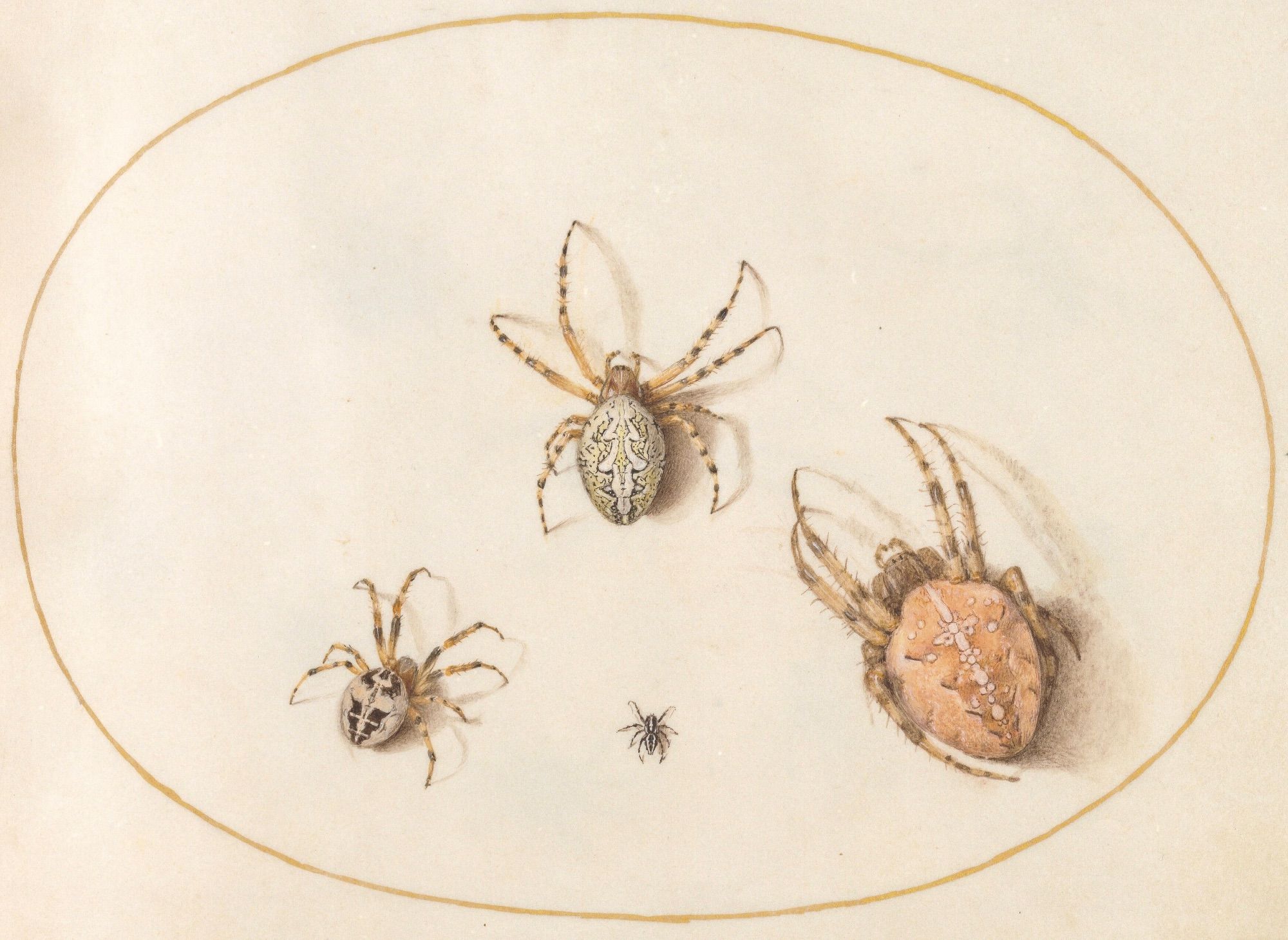 A watercolor and gold paint on parchment of three large spiders and one small spider in the middle of them, the spiders range from orange in color to tan and black.