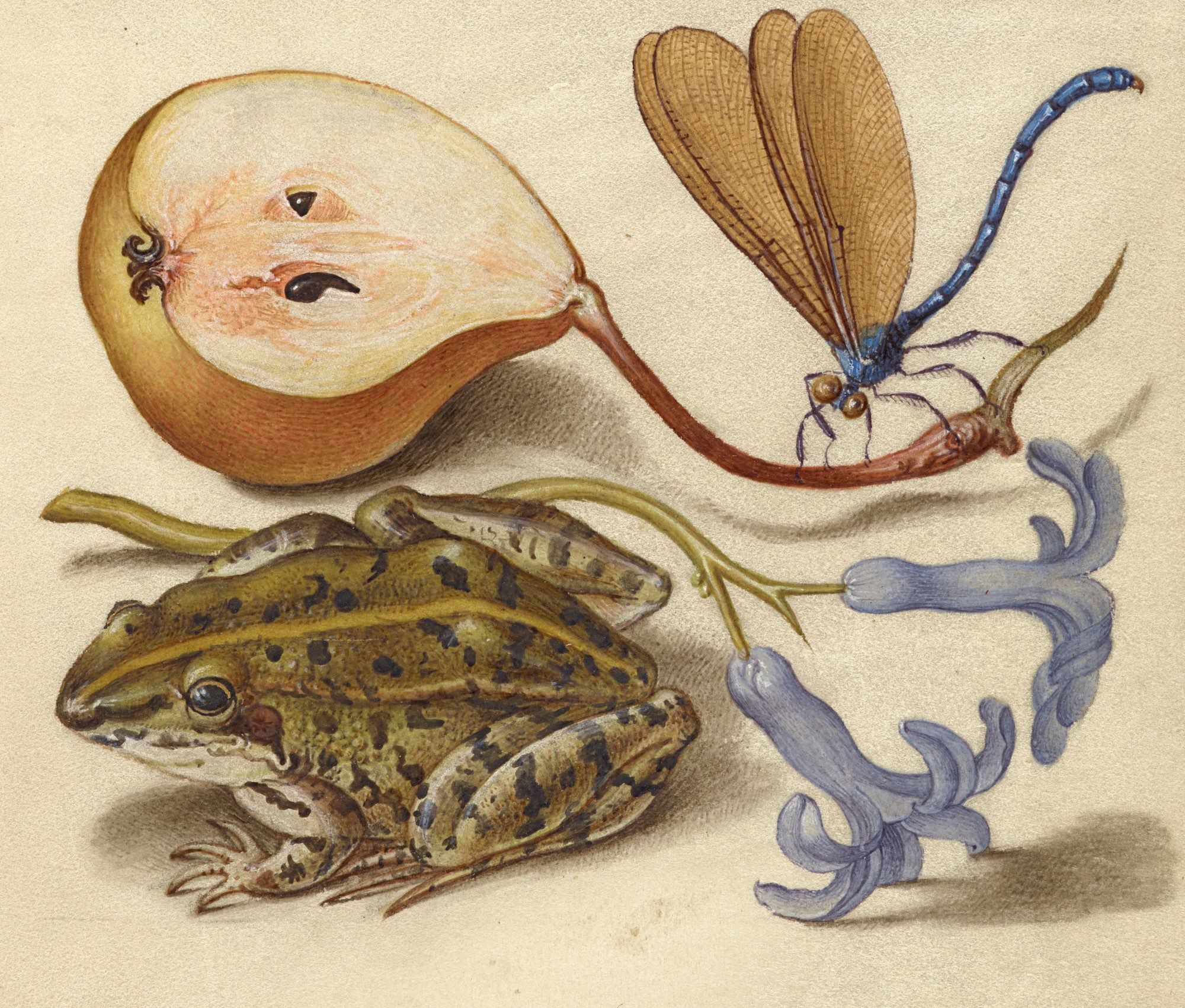 A watercolor of a green and brown frog, purple flowers, a pear cut in half, and a blue damselfly.