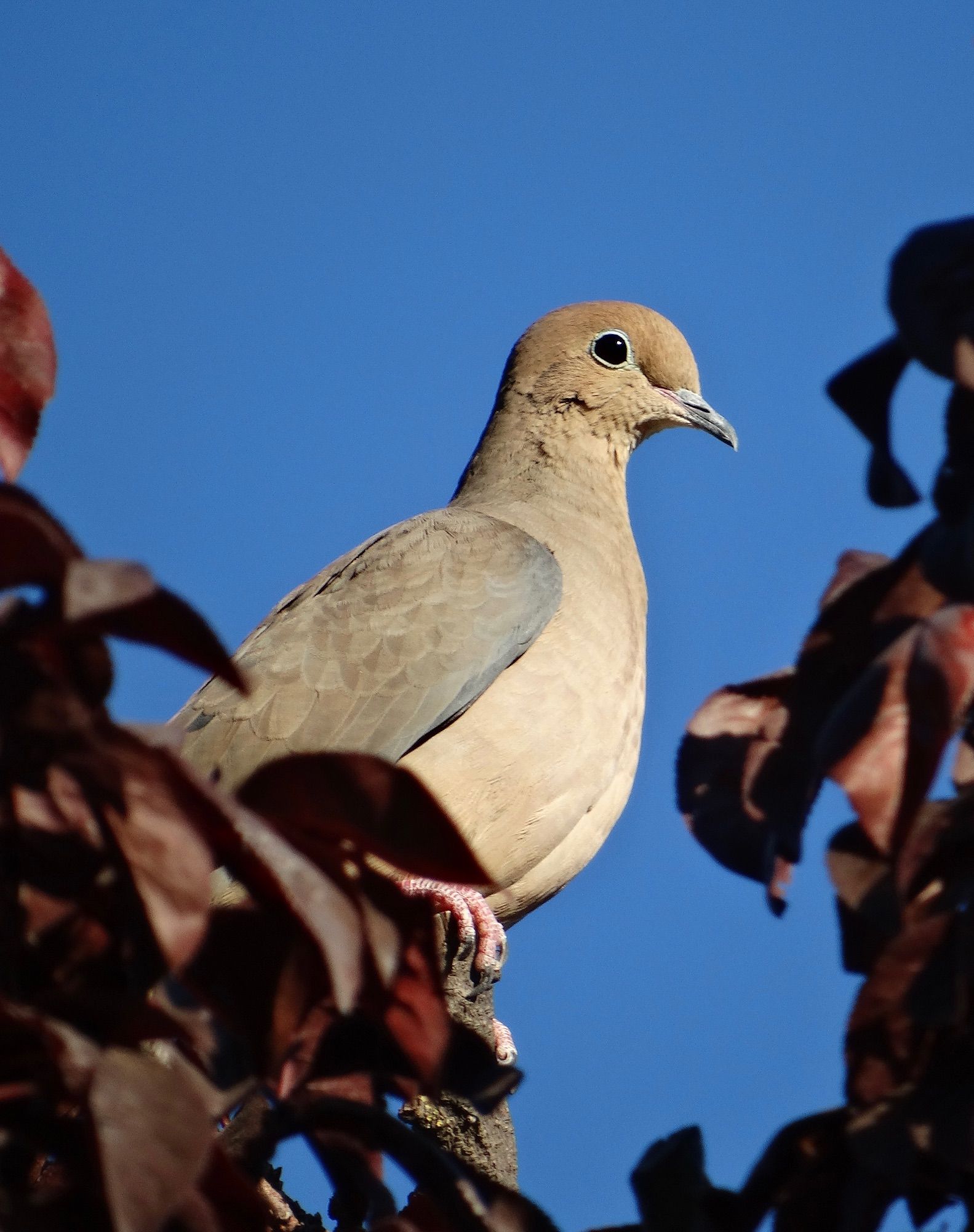 A soft grey-colored dove with pale blue around its eye perched in the top of a purple flowering plum tree, n the background is blue sky