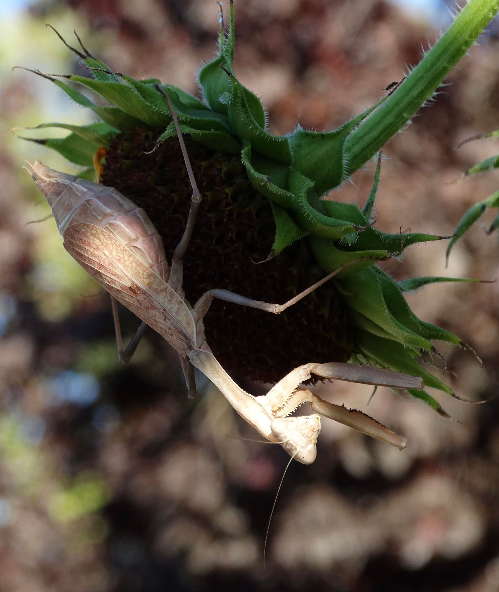 A female praying mantis, she is a combination of pale beige with hints of rose coloring. Mantis is hanging upside down on a drying sunflower head, in the background is a purple-leafed tree.