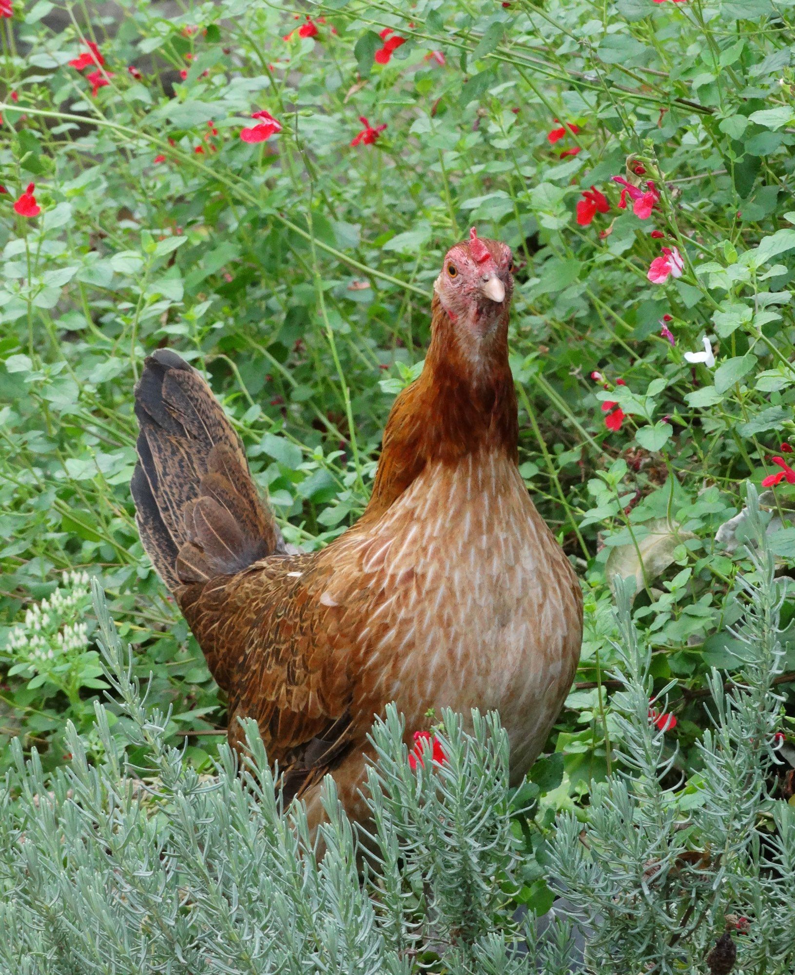 A reddish colored hen with lighter tan chest feathers, her tail feathers have hints of chocolate brown; she’s standing on a lavender plant with red salvia in the background. Erdle is looking at the camera and standing upright.