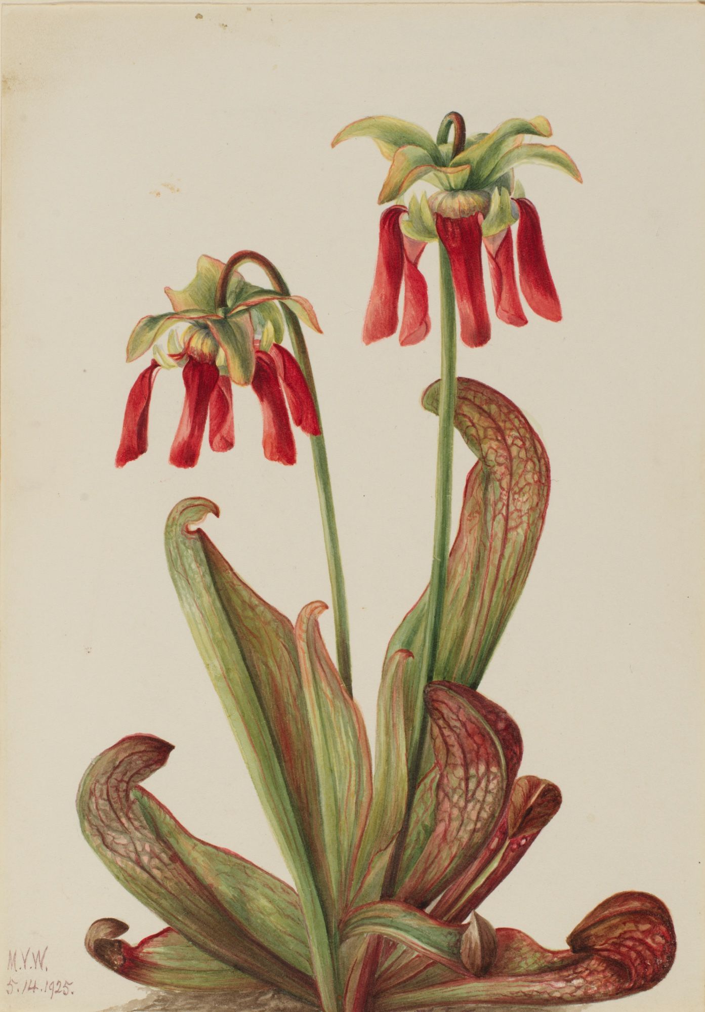 Watercolor of a pitcherplant with reddish-green narrow tubes as leaves and reddish-purple hoods.