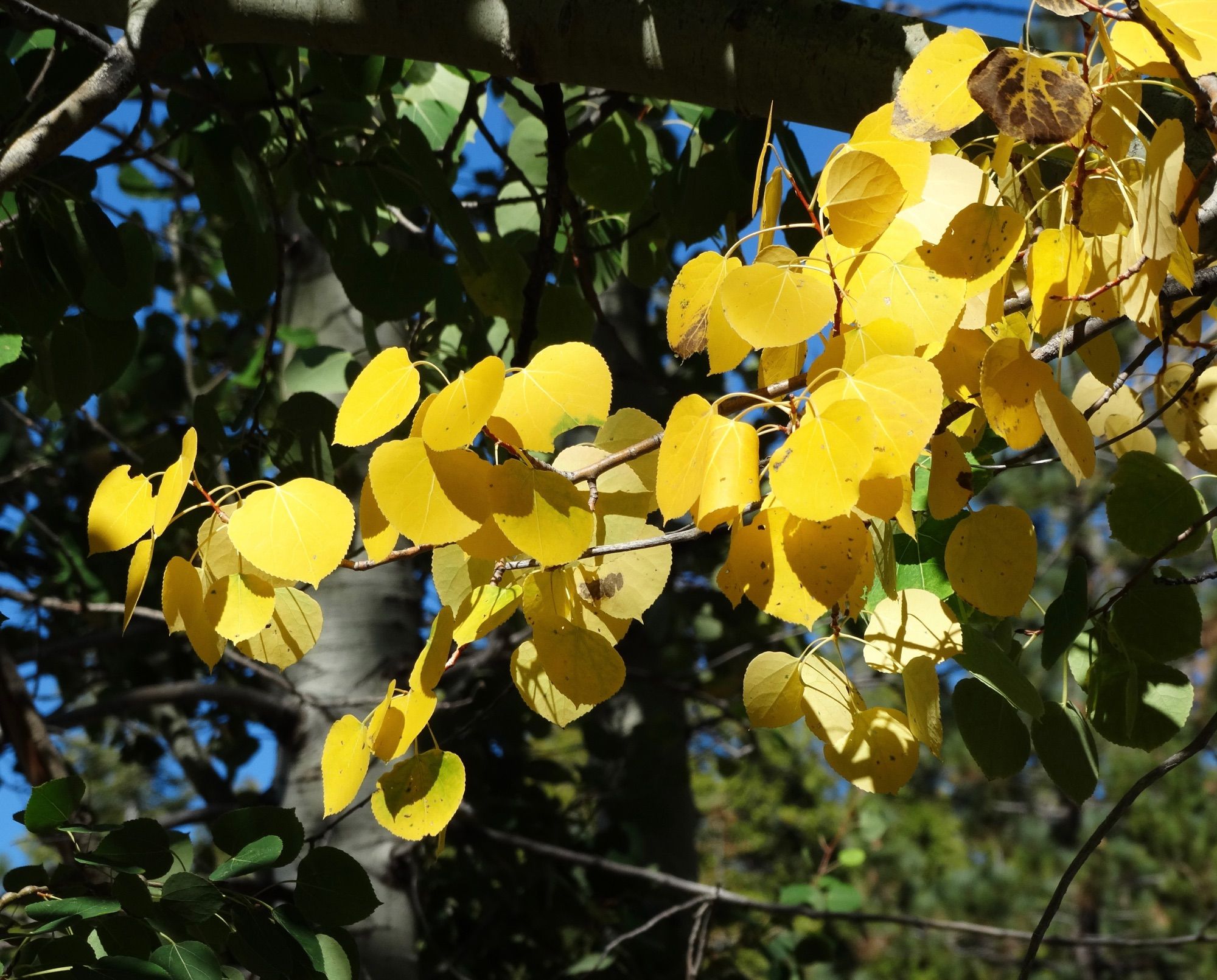 A branch from an aspen tree, the leaves a golden yellow, in the background are green leaves that haven’t turned yet.