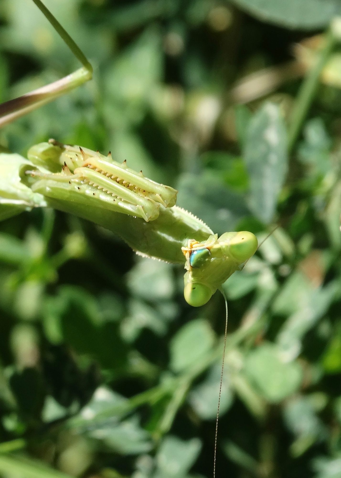 A closeup of a bright green praying mantis, what I think is her nose is a turquoise blue, you can also see her arms tucked in.