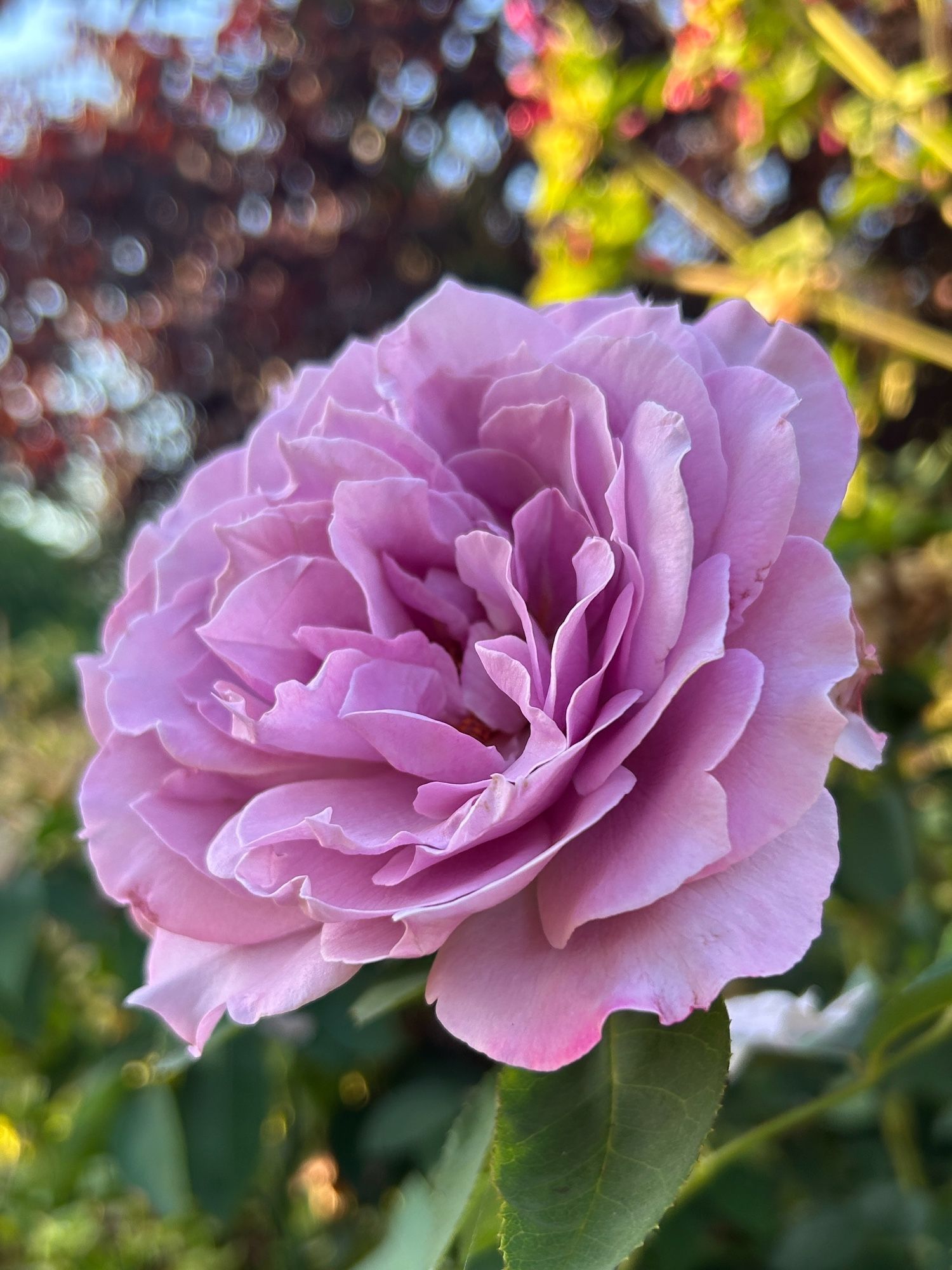 A pale lavender Love Song floribunda rose with deep green foliage and hints of fuchsia flowers in the background.