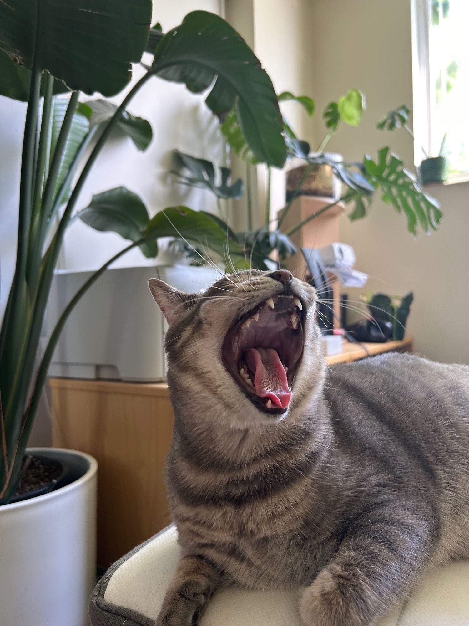 My cat Simba yawning