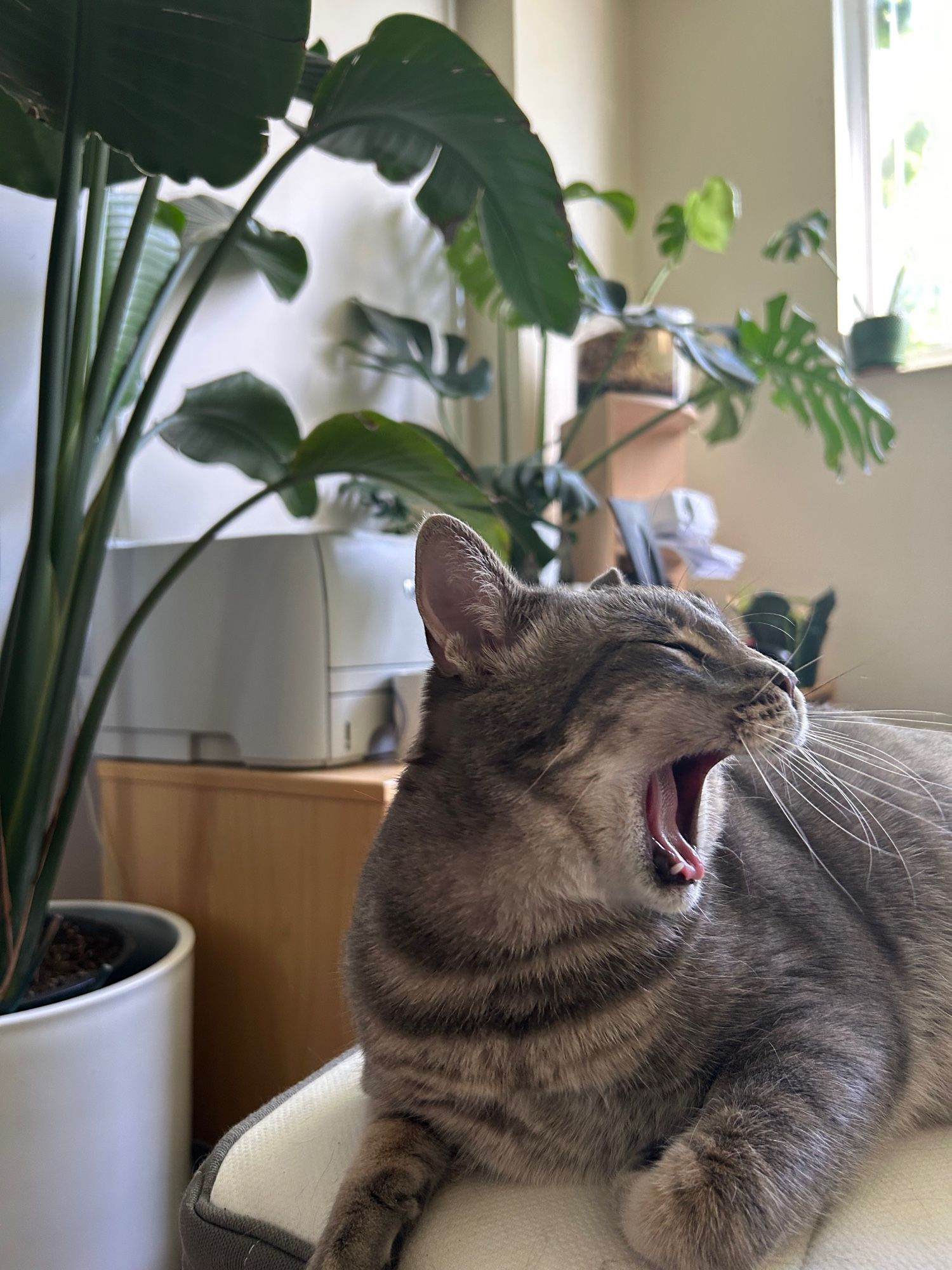 A side profile of Simba yawning