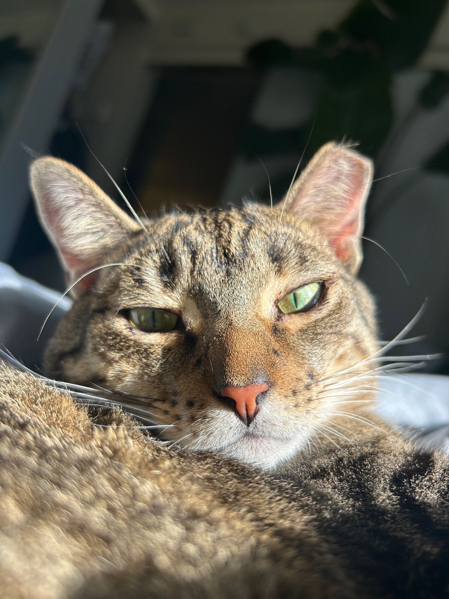 A close up photo of my amazing and beautiful and extraordinary cat Nala. She has green eyes and brown fur and she is a super star.