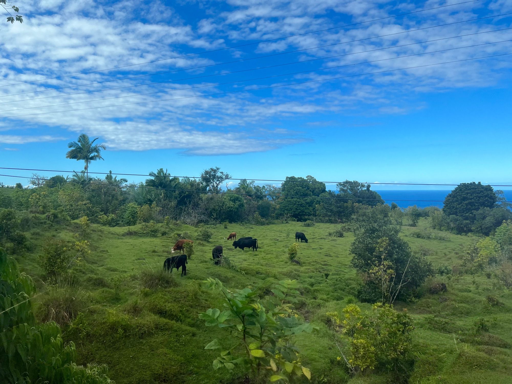 Some farmland with cows and greenery near Hana, Maui