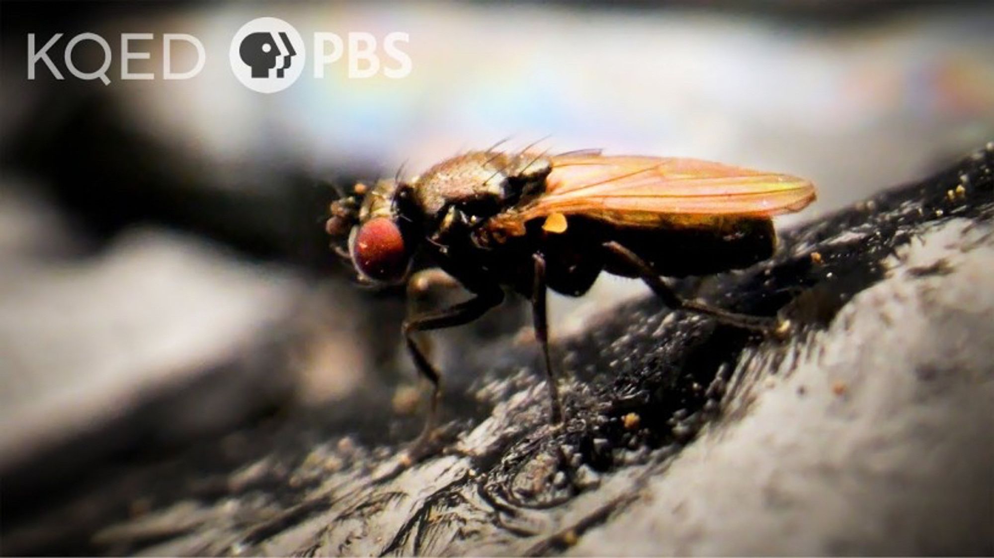 Close-up of a petroleum fly courtesy of KQED’s Deep Look series.