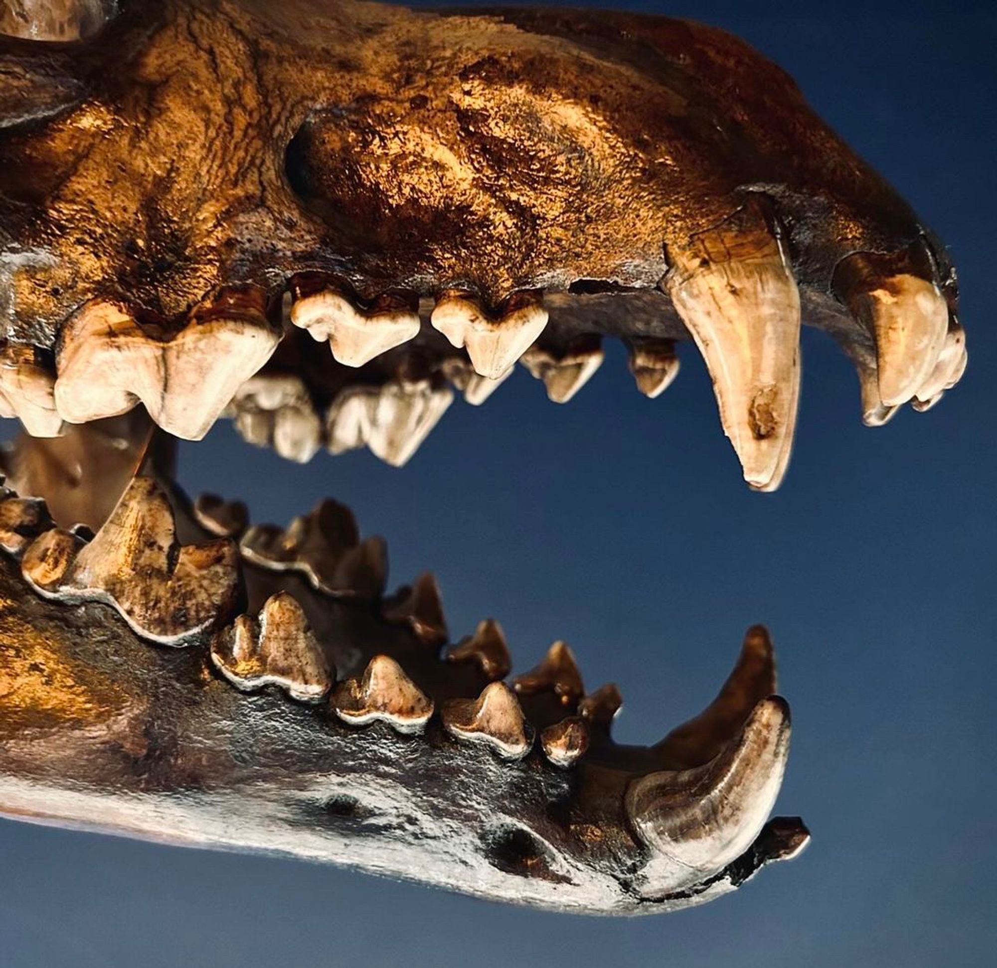 Close-up photo of a dire wolf side profile fossil courtesy of Dr. Luis Chiappe.