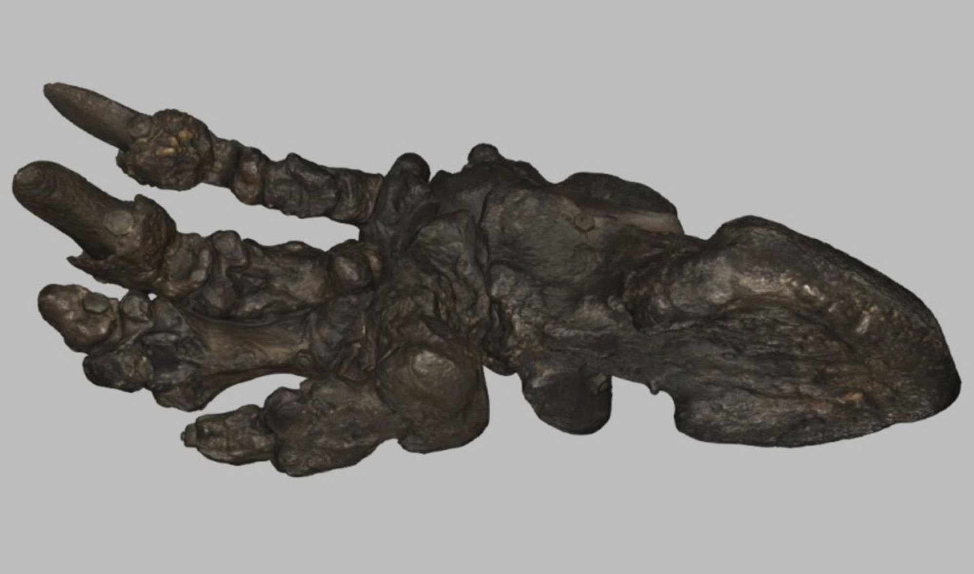 Still from a 3D scan of Harlan's ground sloth hindfoot focusing on a view of the palm. Scan by Greg Davies.