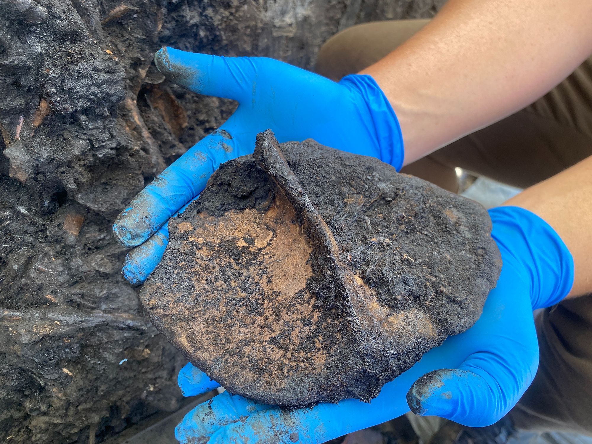 A rubber-gloved Preparator at La Brea Tar Pits & Museum holds a fossilized juvenile giant ground sloth shoulder blade in two hands.