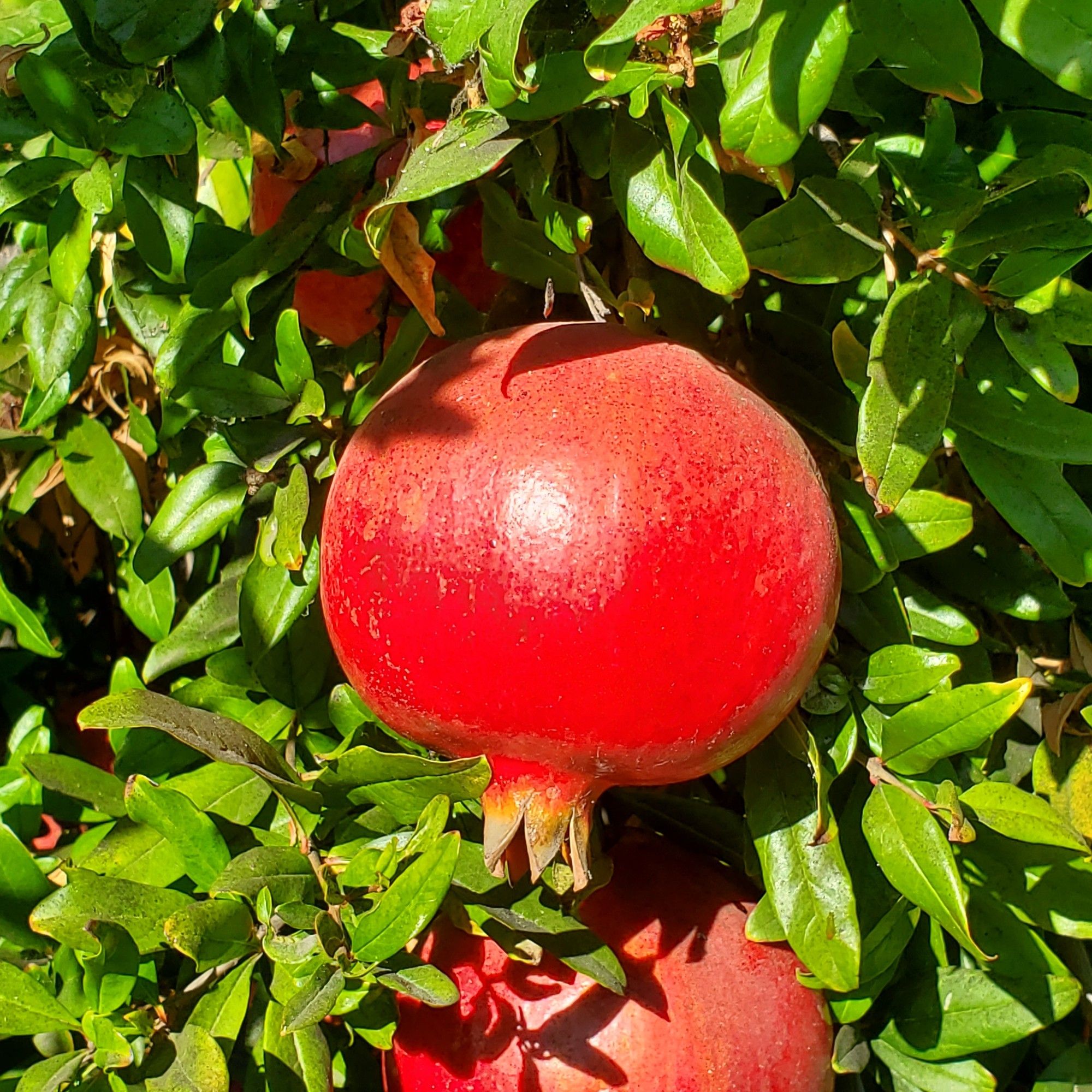 Pomegranate on the tree.