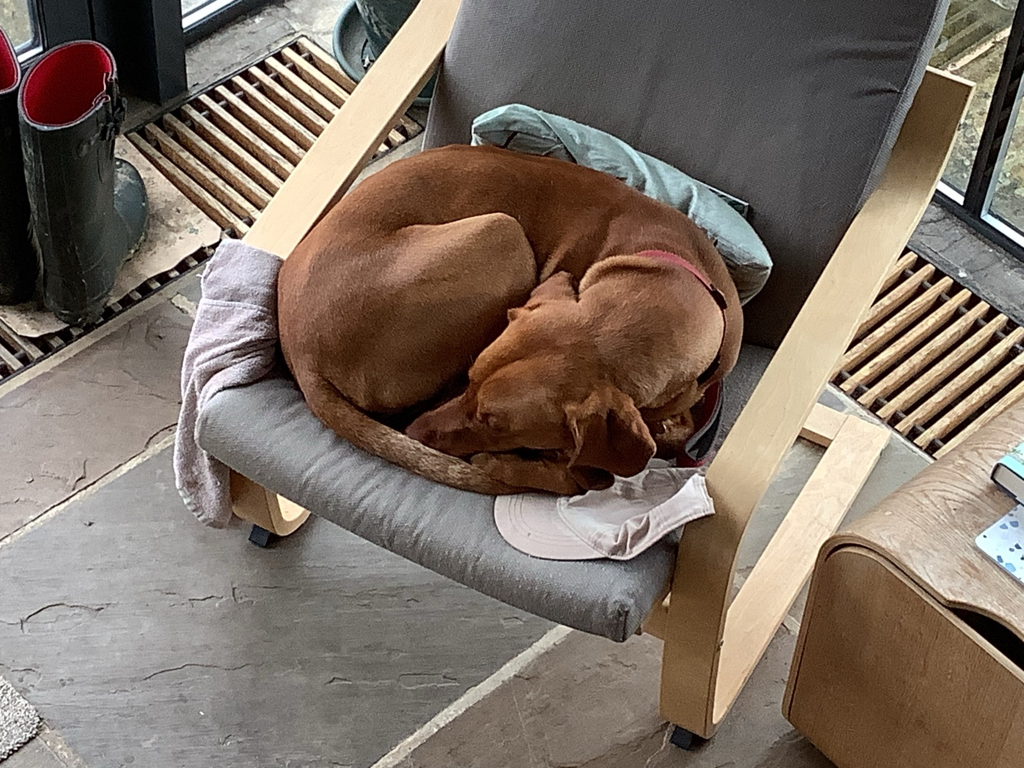 Viszla (ginger dog) curled up on a chair snoozing