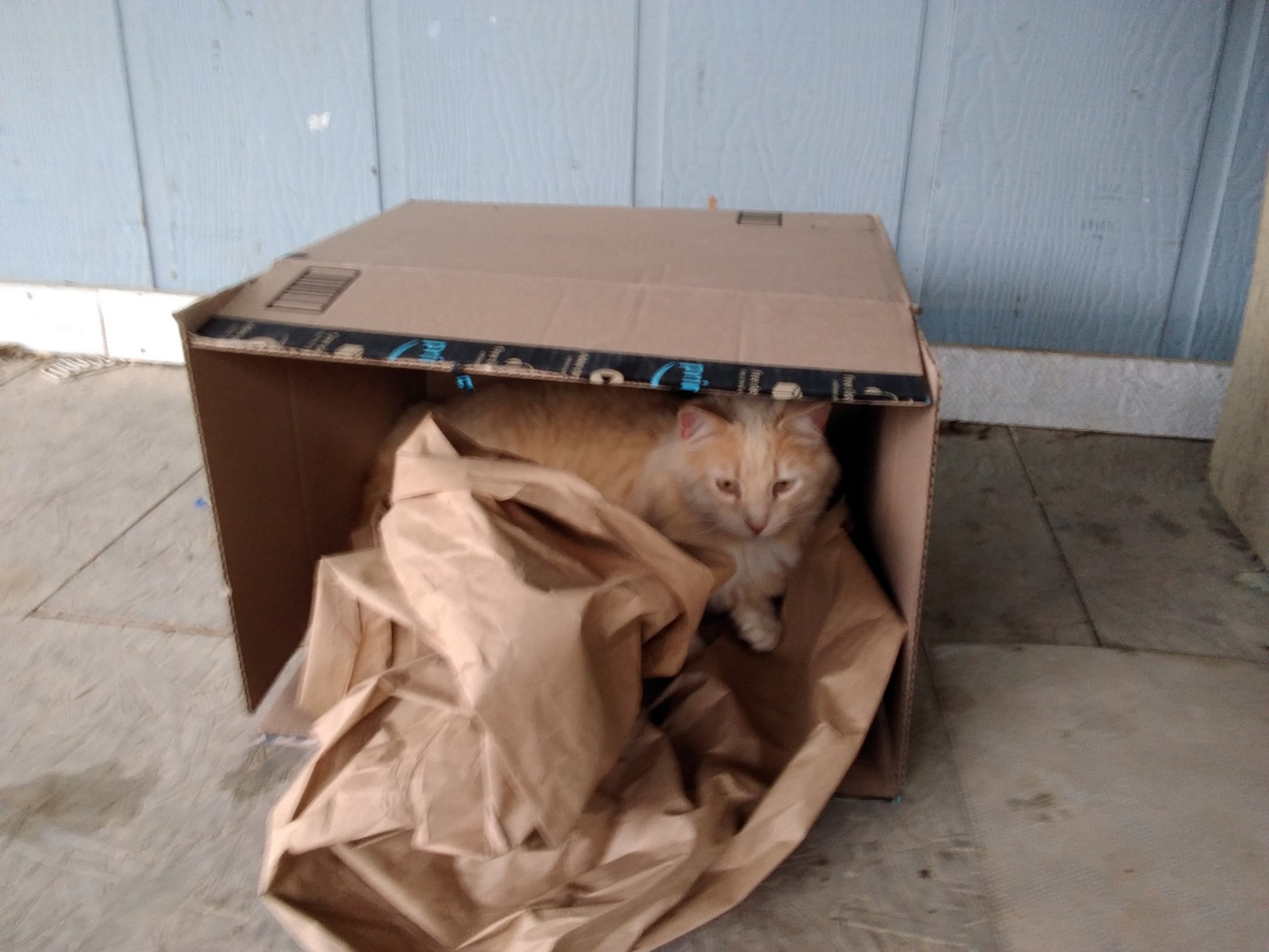 A fluffy orange  feral cat is playing  in  an Amazon box. The box has brown paper in so it's making  lovely  rustling  noises. 