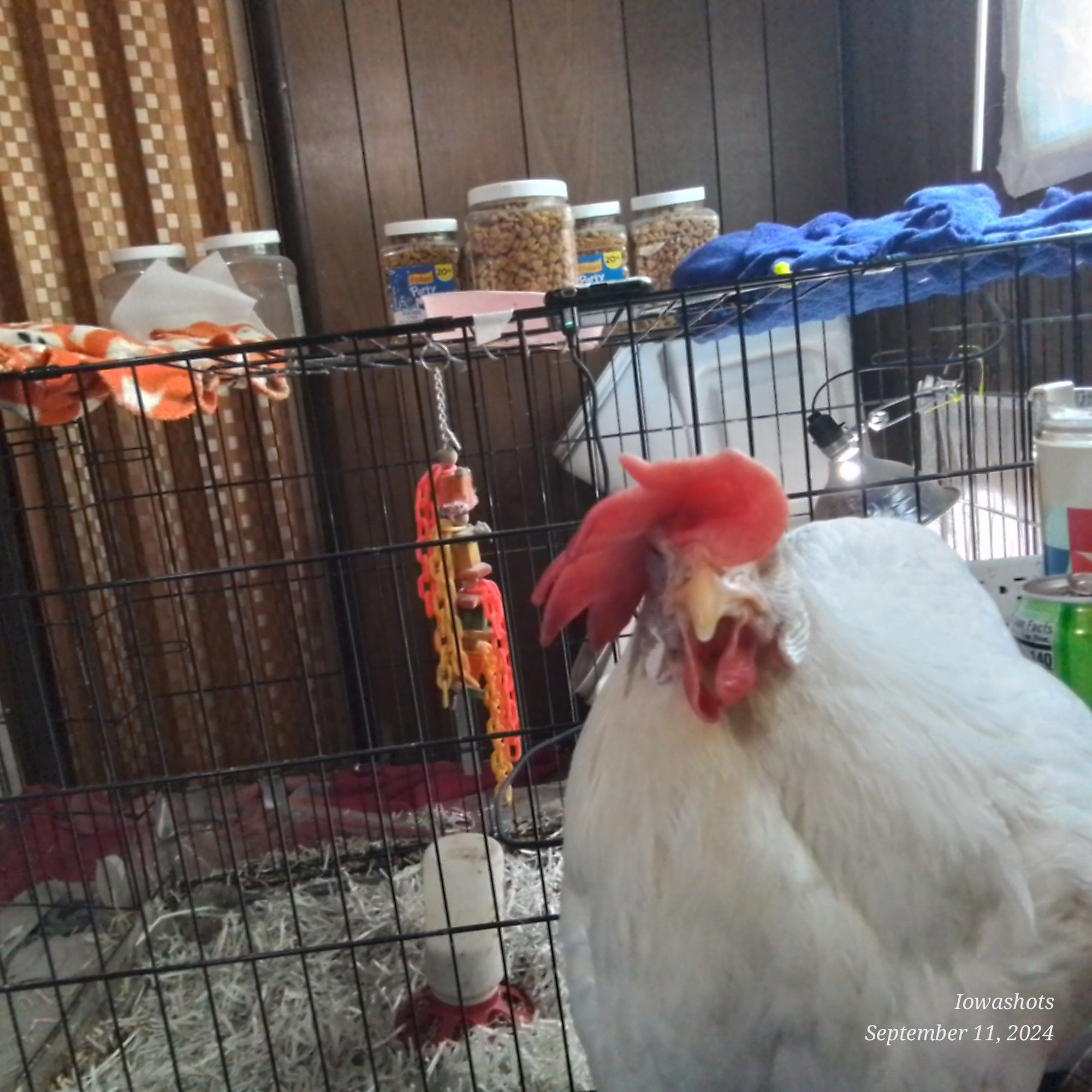 A white leghorn  hen with a comb flopping to the right side.