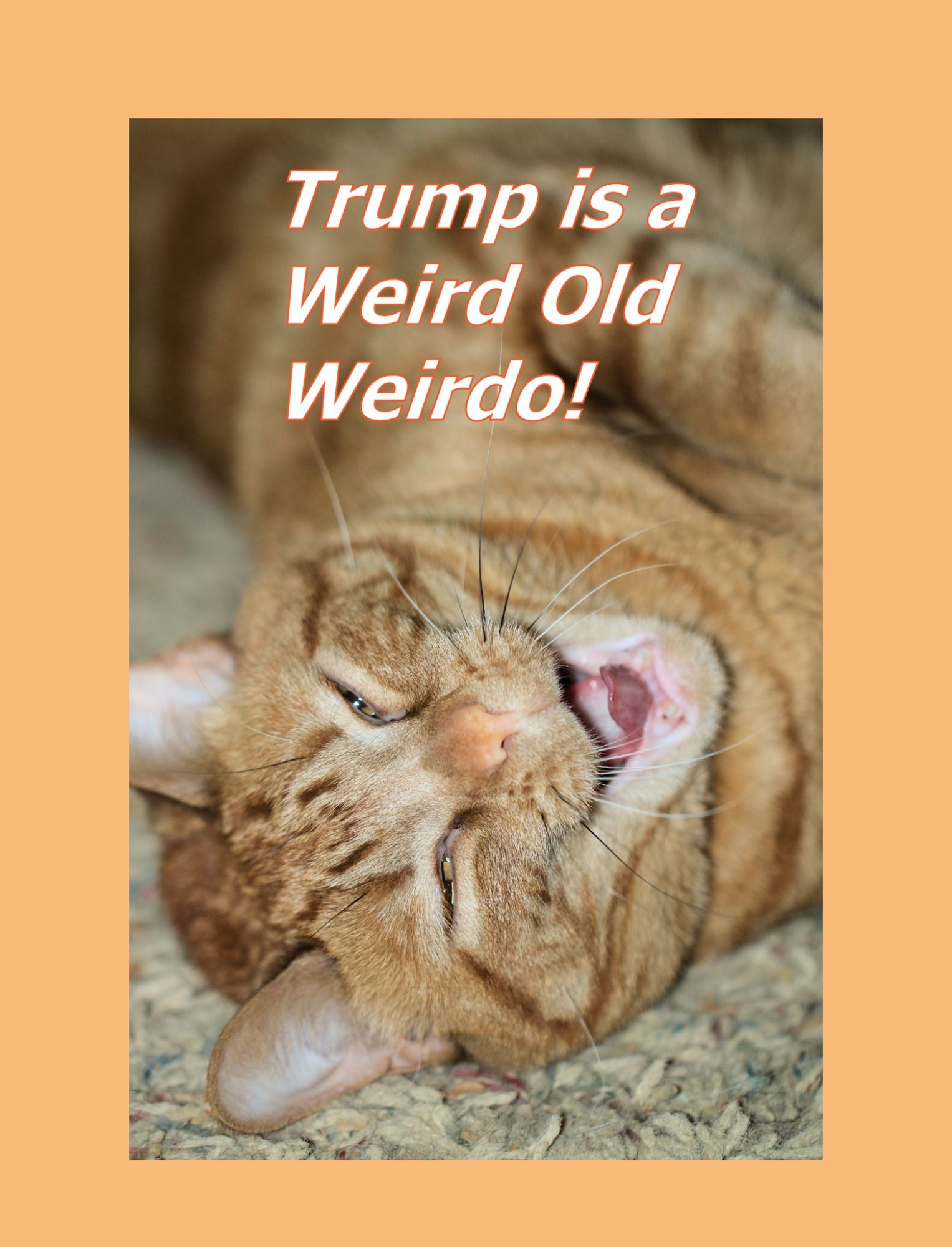 A fat orange cat looks  at the camera with a big smile.  She agrees Trump is a weird old icky rapist