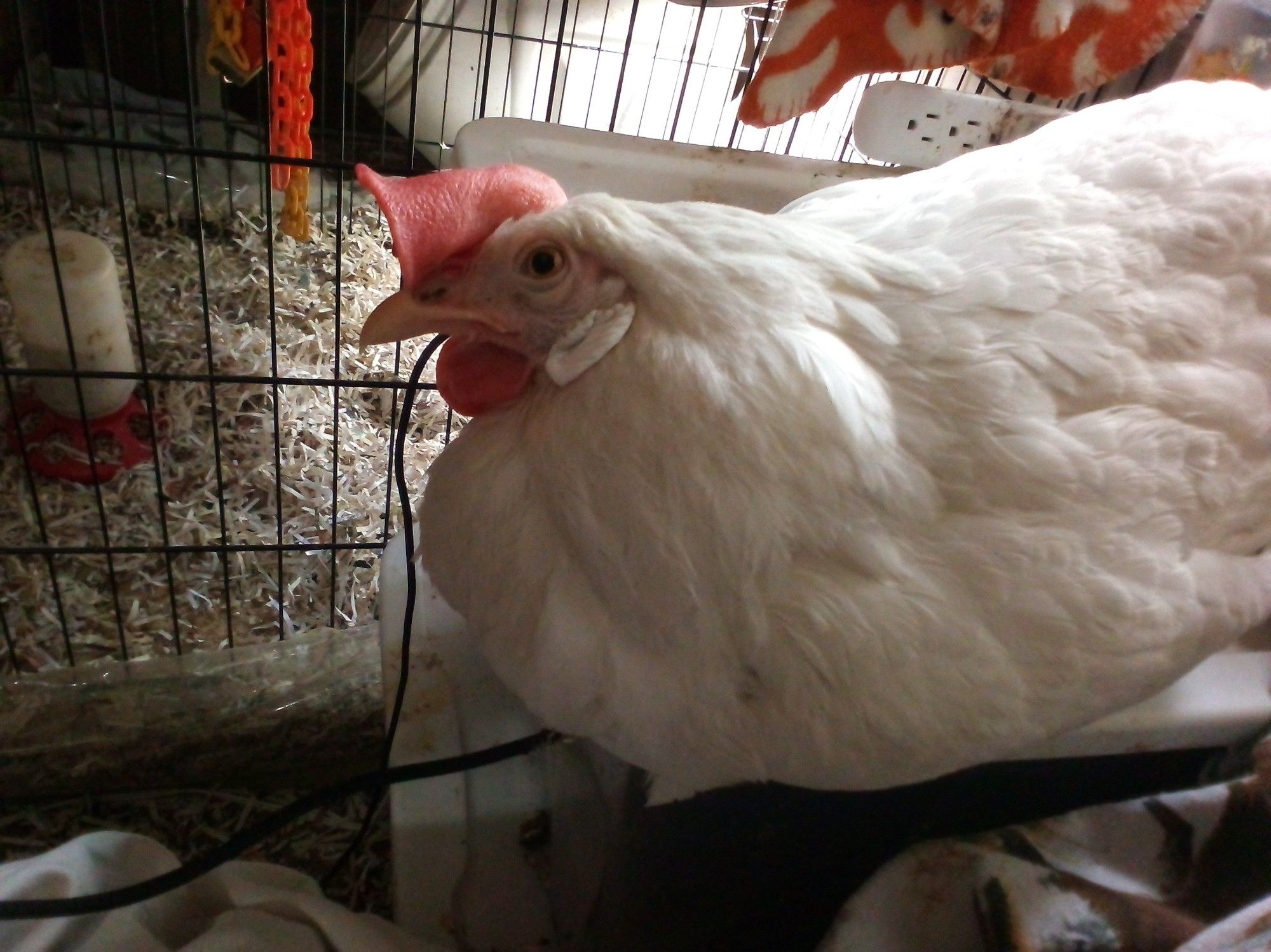 A white leghorn chicken with a floppy comb is sitting near a USB cord so it looks like she is charging