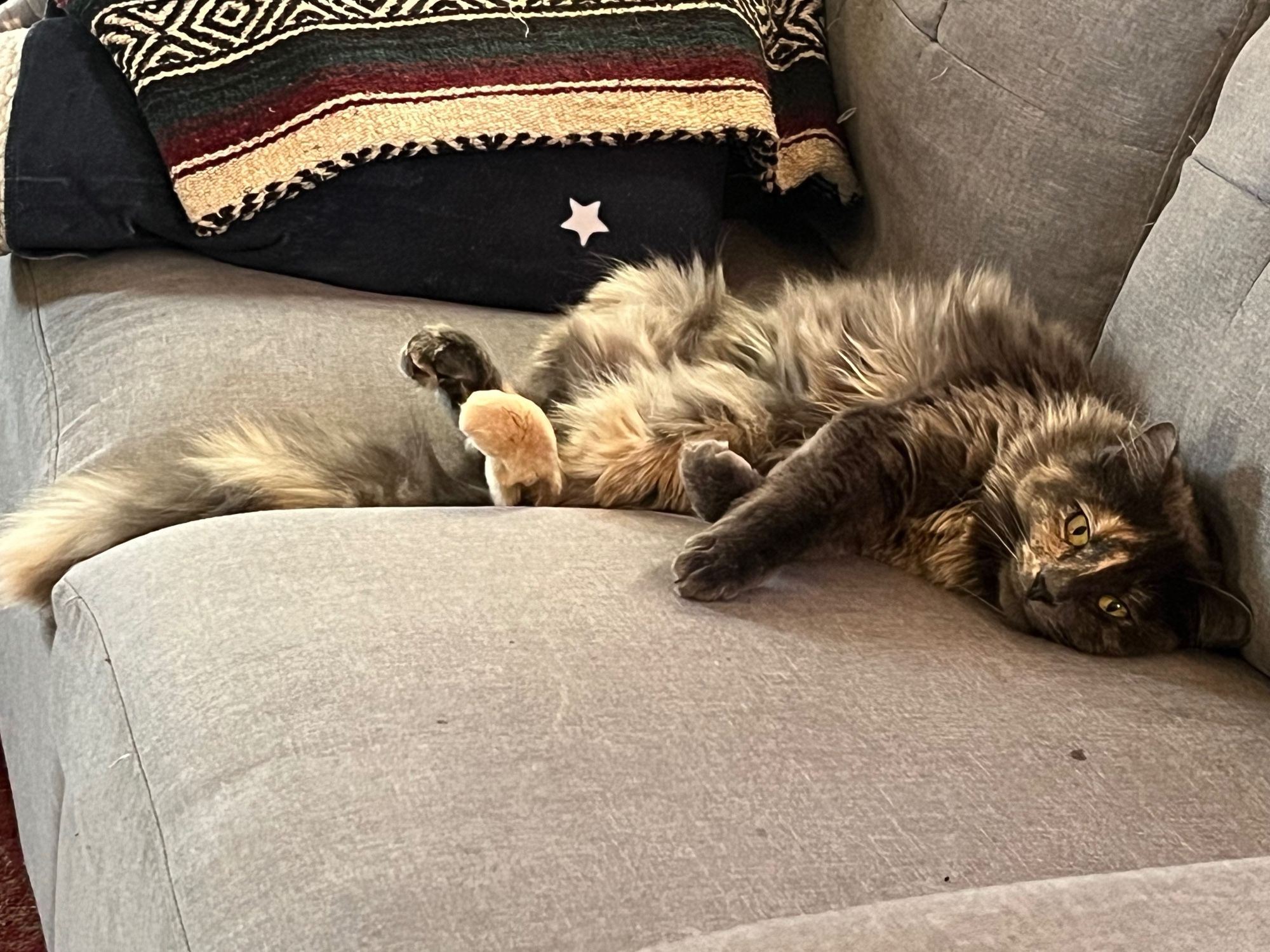 Diffuse long furred calico is lying gracelessly on a gray couch and looking for something to attack