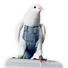 Farmer dove, chilling in his overalls diaper.