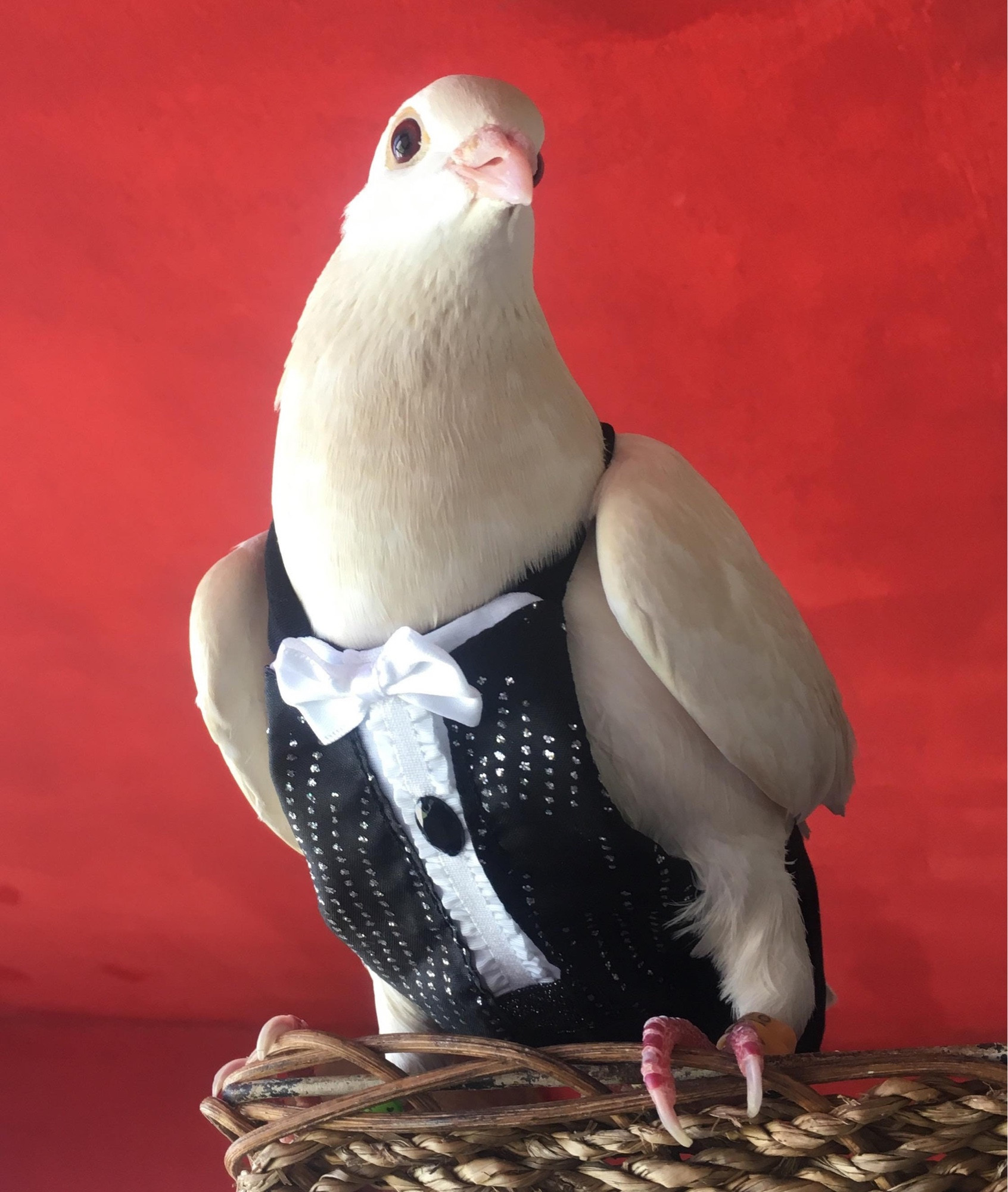 Dashing gentleman dove in a tuxedo diaper.