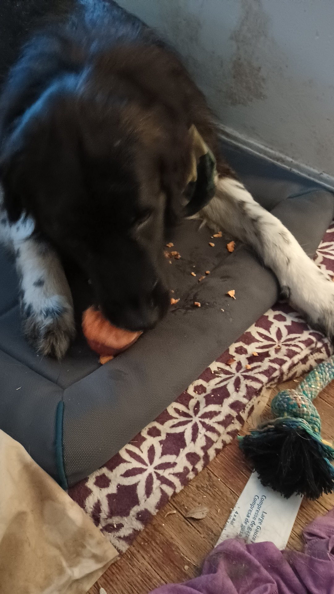 105 pound dog eating a sweet potato on his bed that he stole from the kitchen. 