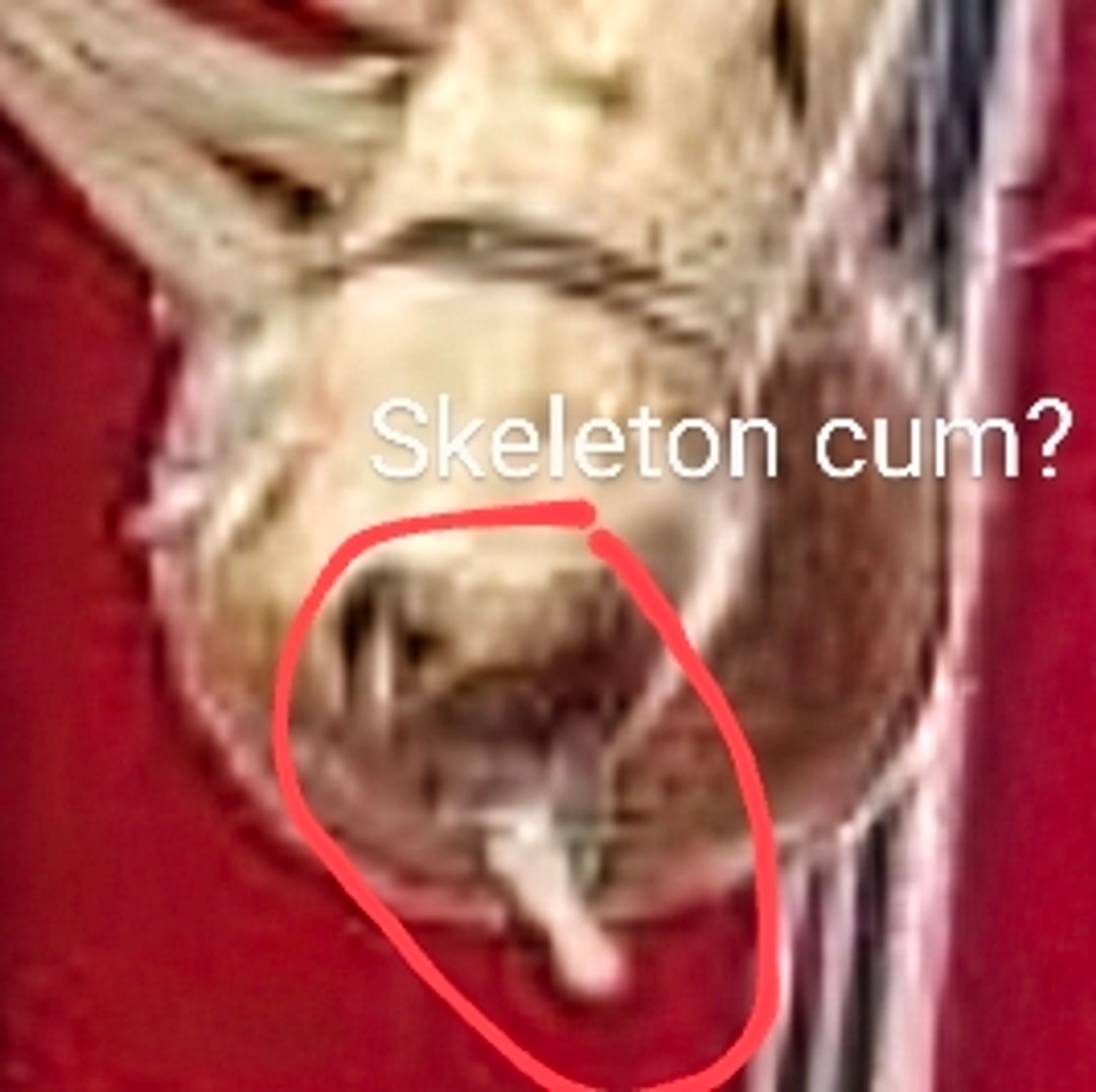 A highly zoomed in picture on the wooden skeleton penis from the previous picture in this thread. A red circle is drawn around the tip of the penis with a white stream that could be mistaken for cum appearing below the penis. The text reads: "Skeleton cum?"