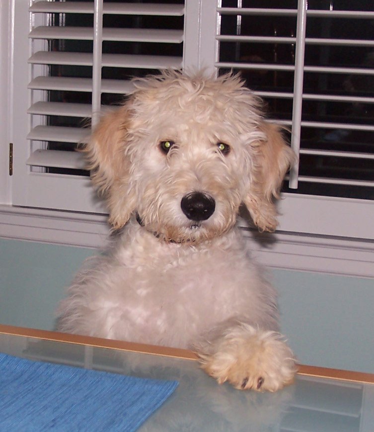 Awesome white dog named Murph