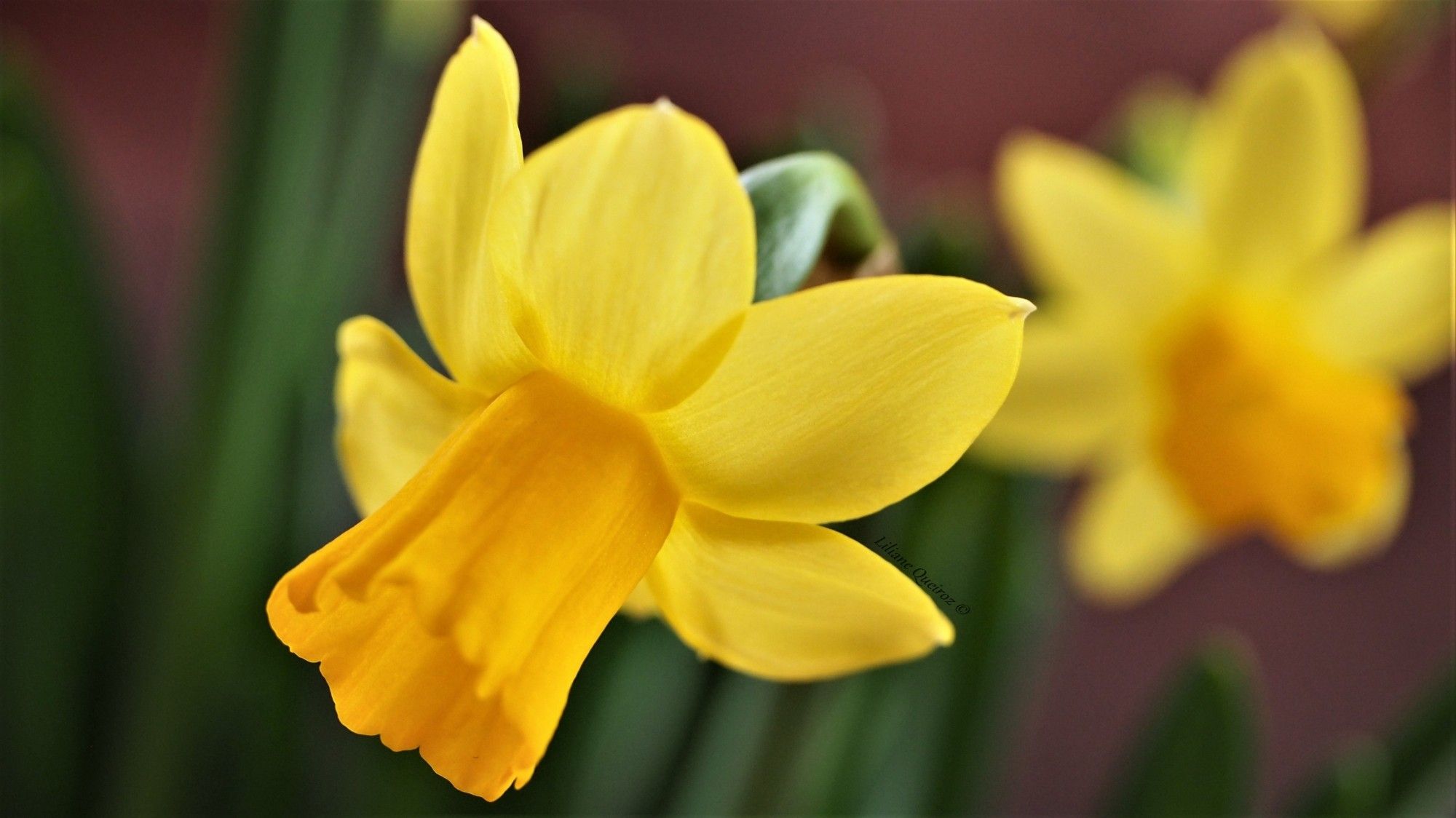 It's two yellow daffodils in close up. The first on focused, the second daffodil blurred in the background. A brown background and the leaves out of focus composing the scene.