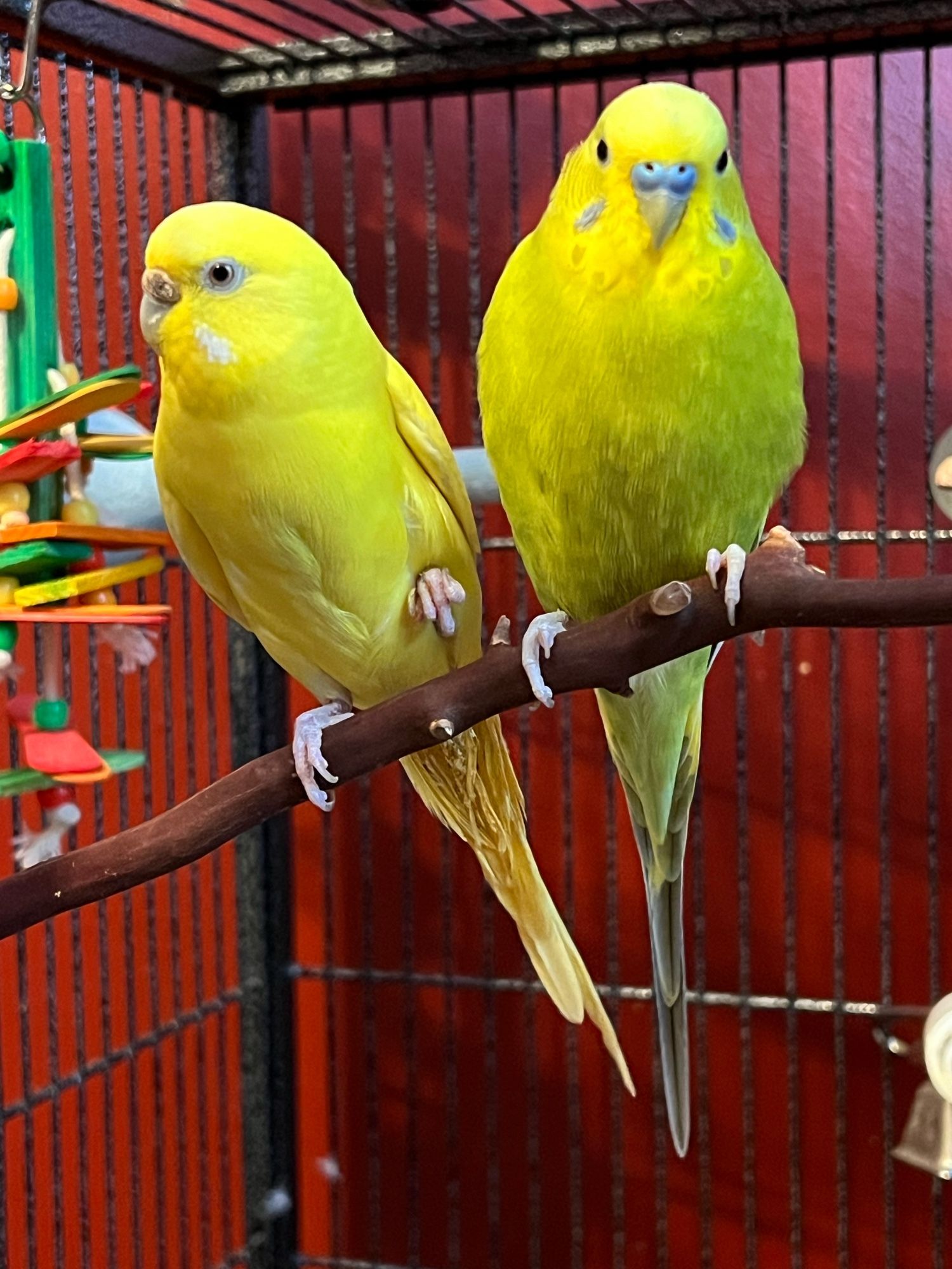 Two budgies perched on a branch inside a cage.